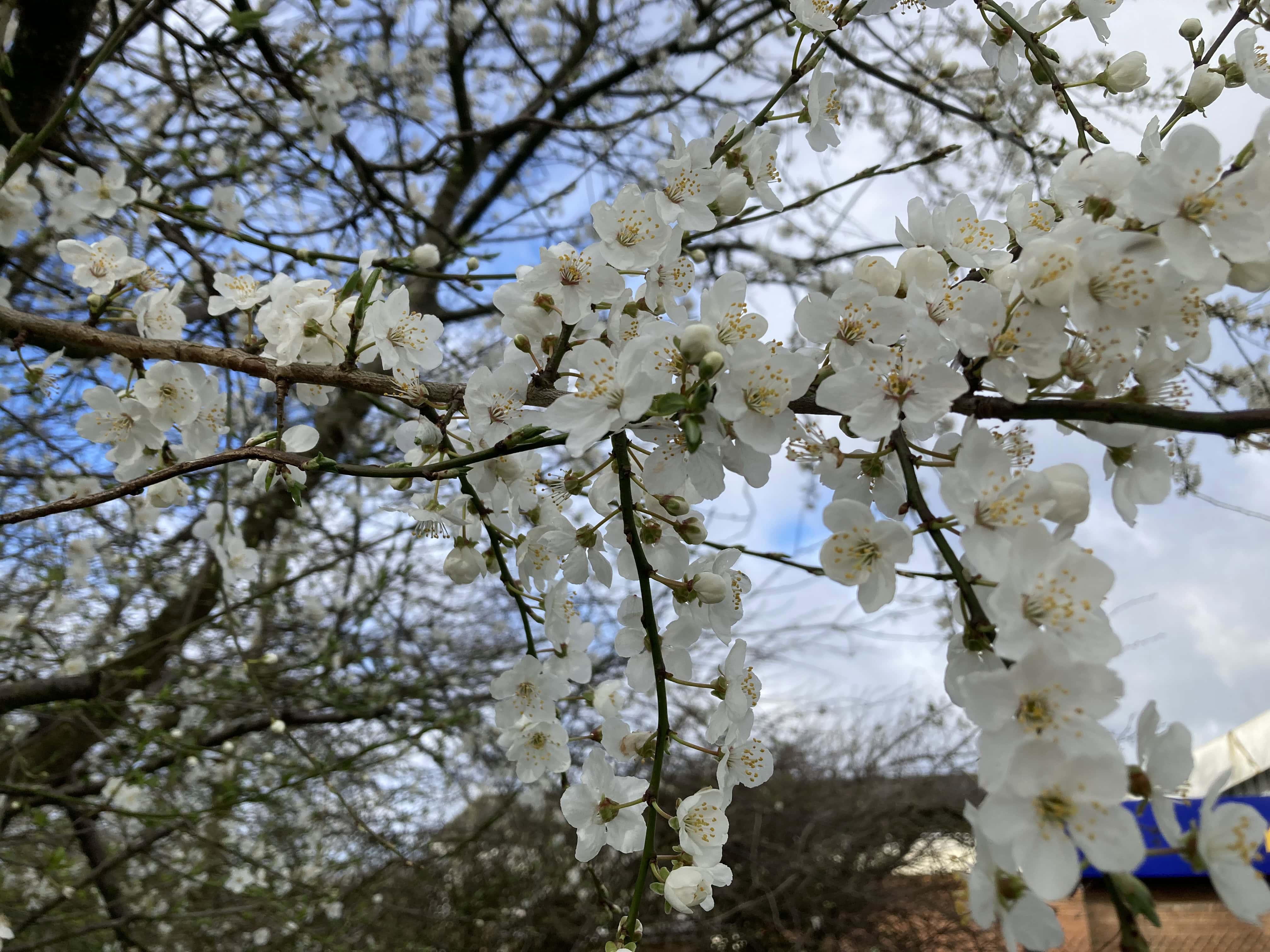 Blossom