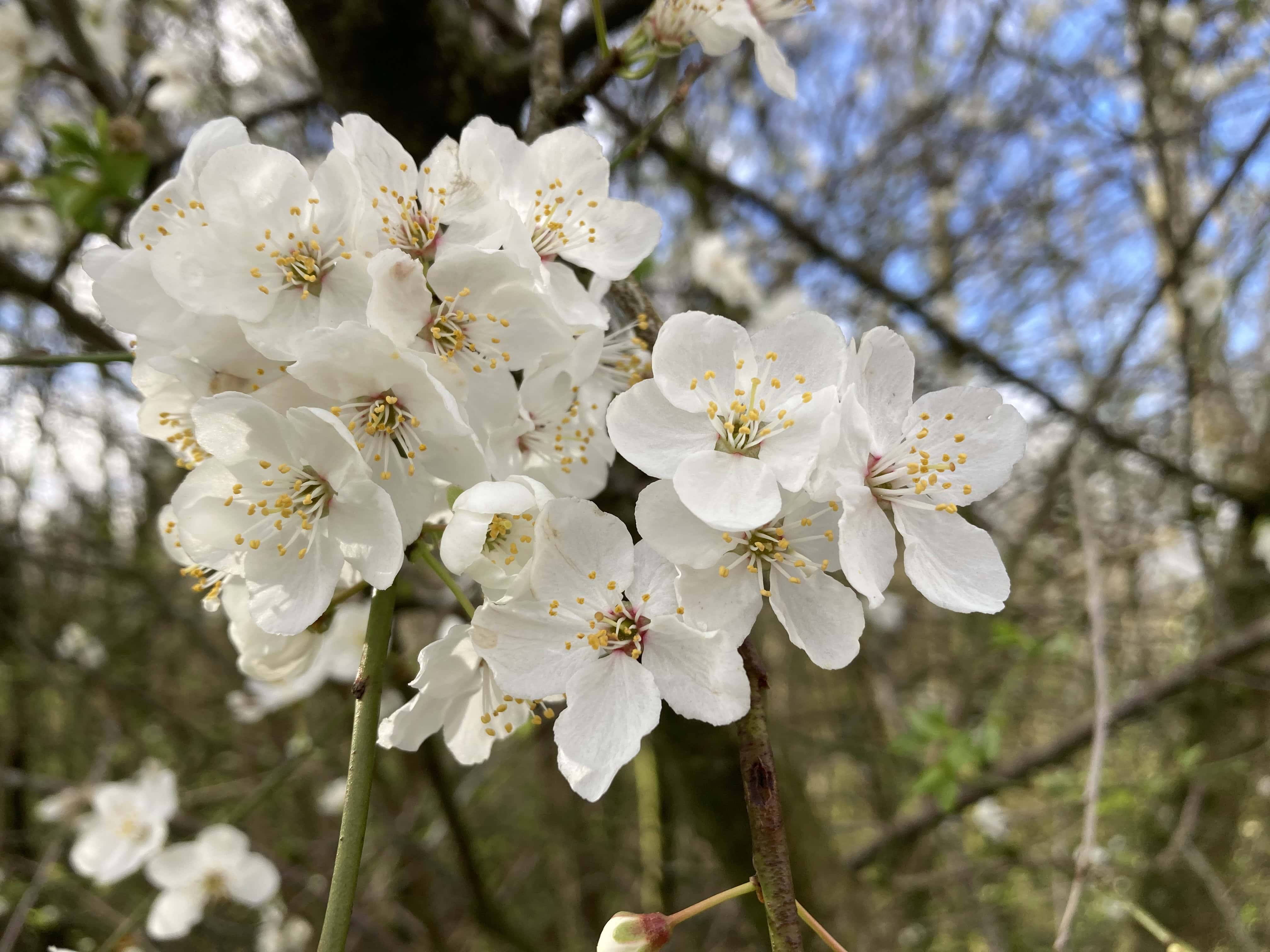 Blossom