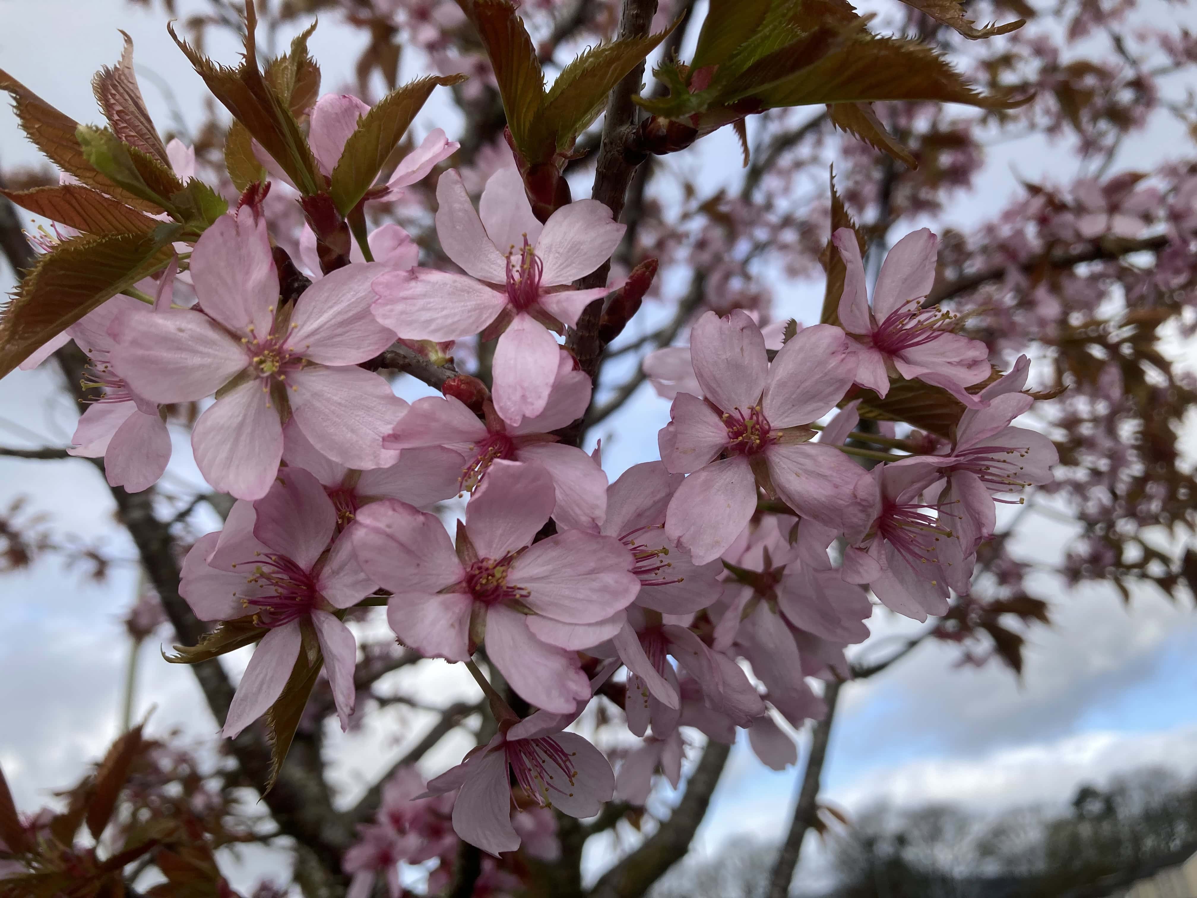 Plum Blossom