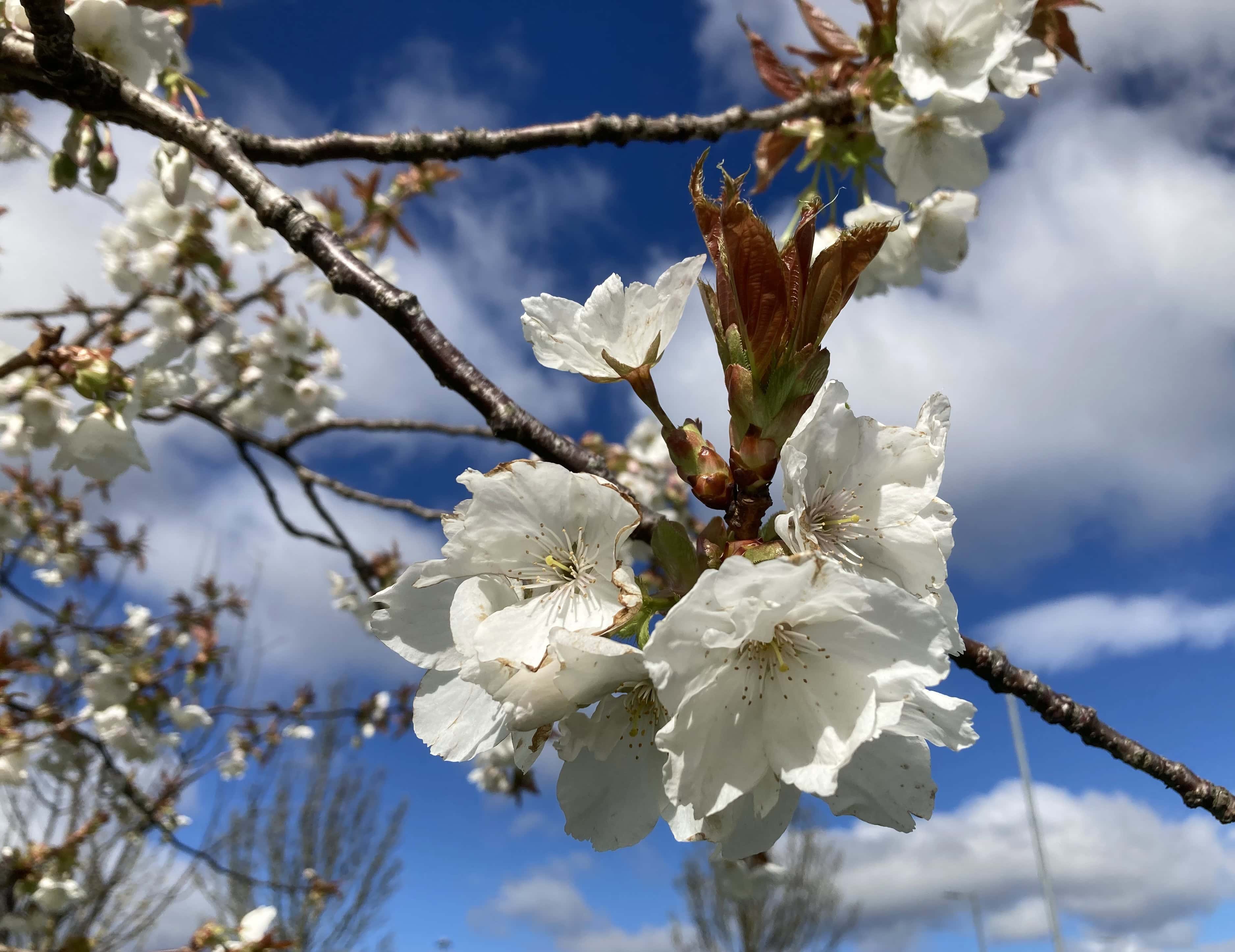 Blossom