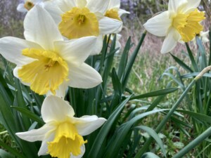 Daffodils
