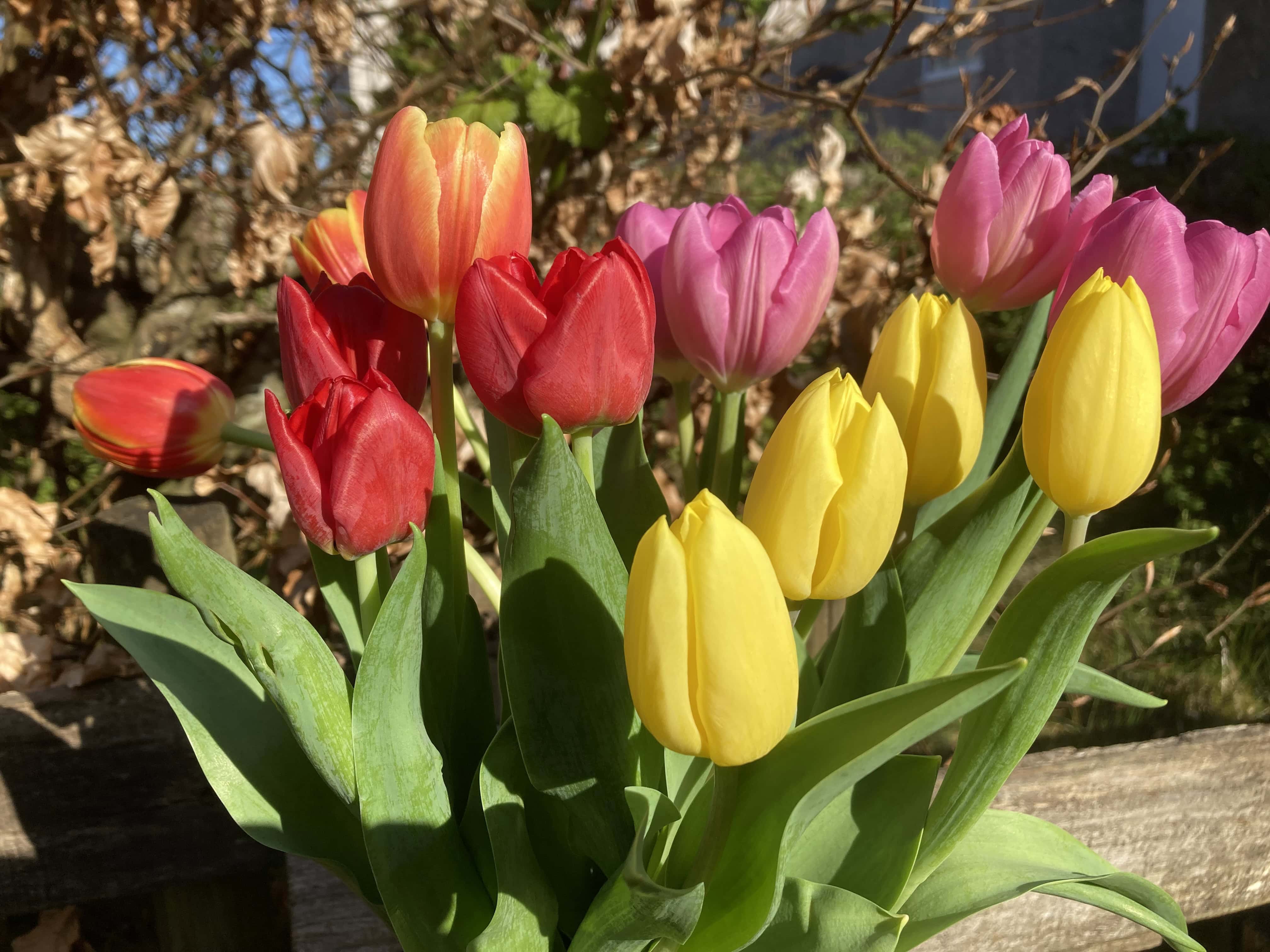 Rainbow Coloured Tulips Brighten The Day