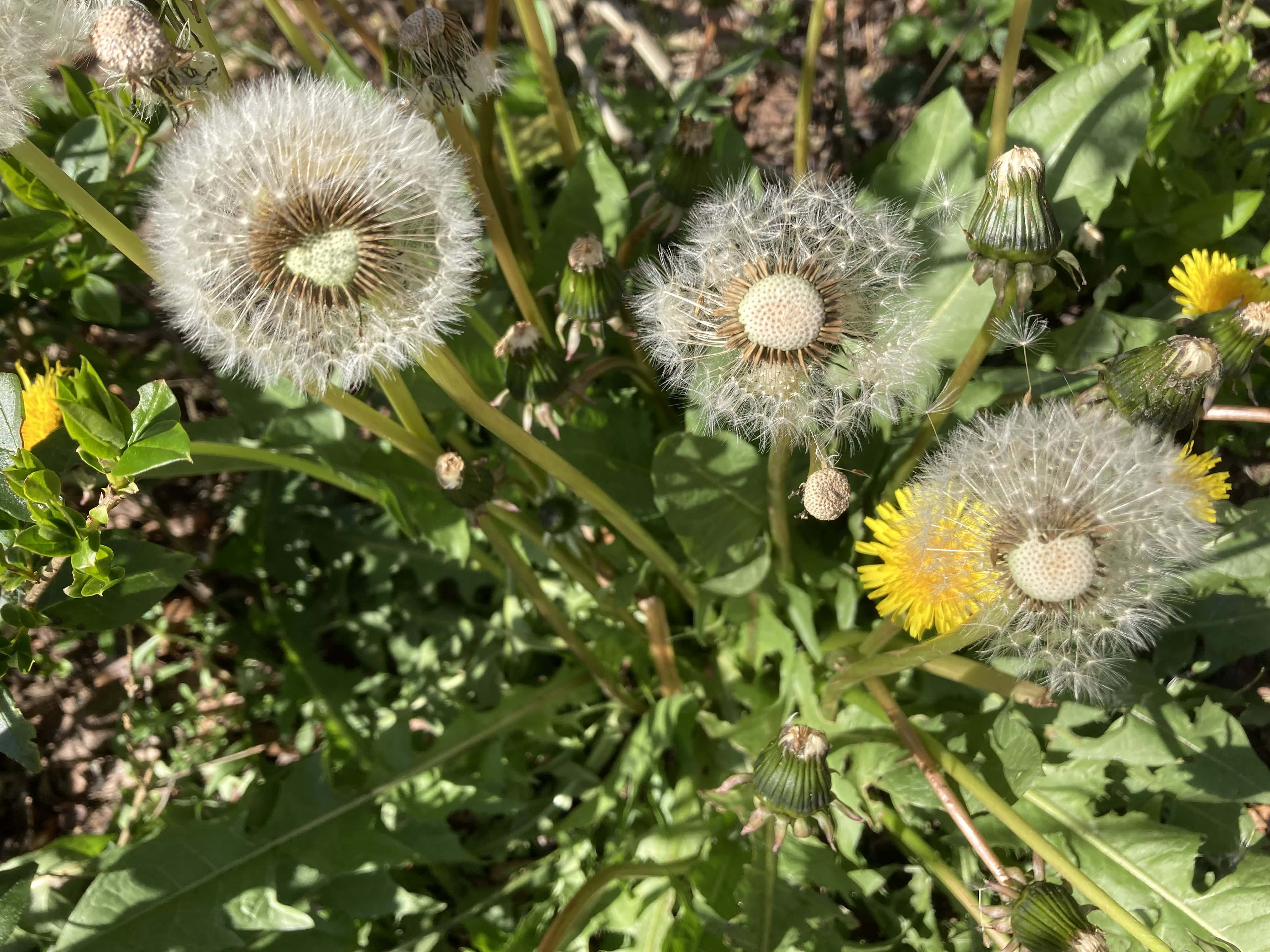 You Have 3 Wishes — Thursday Trios