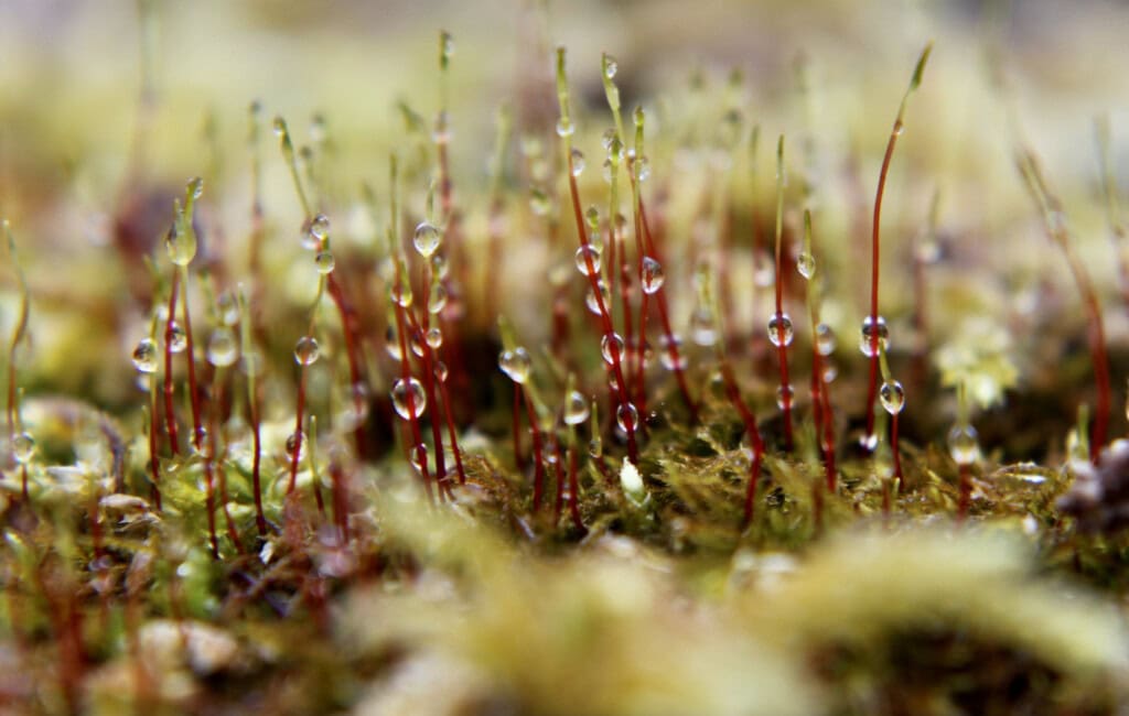 Dew on Moss