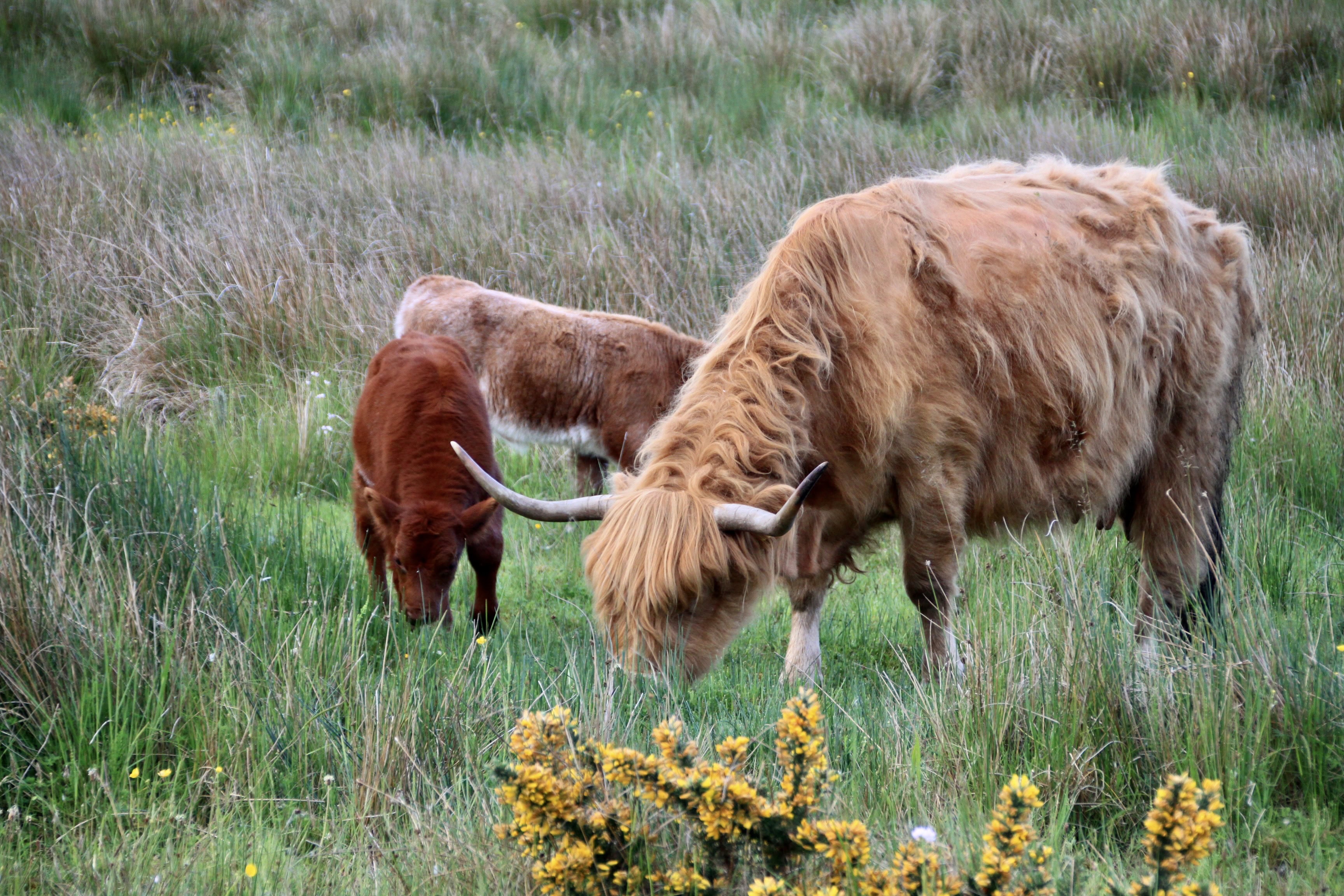 Wee Coos For Becky’s Squares