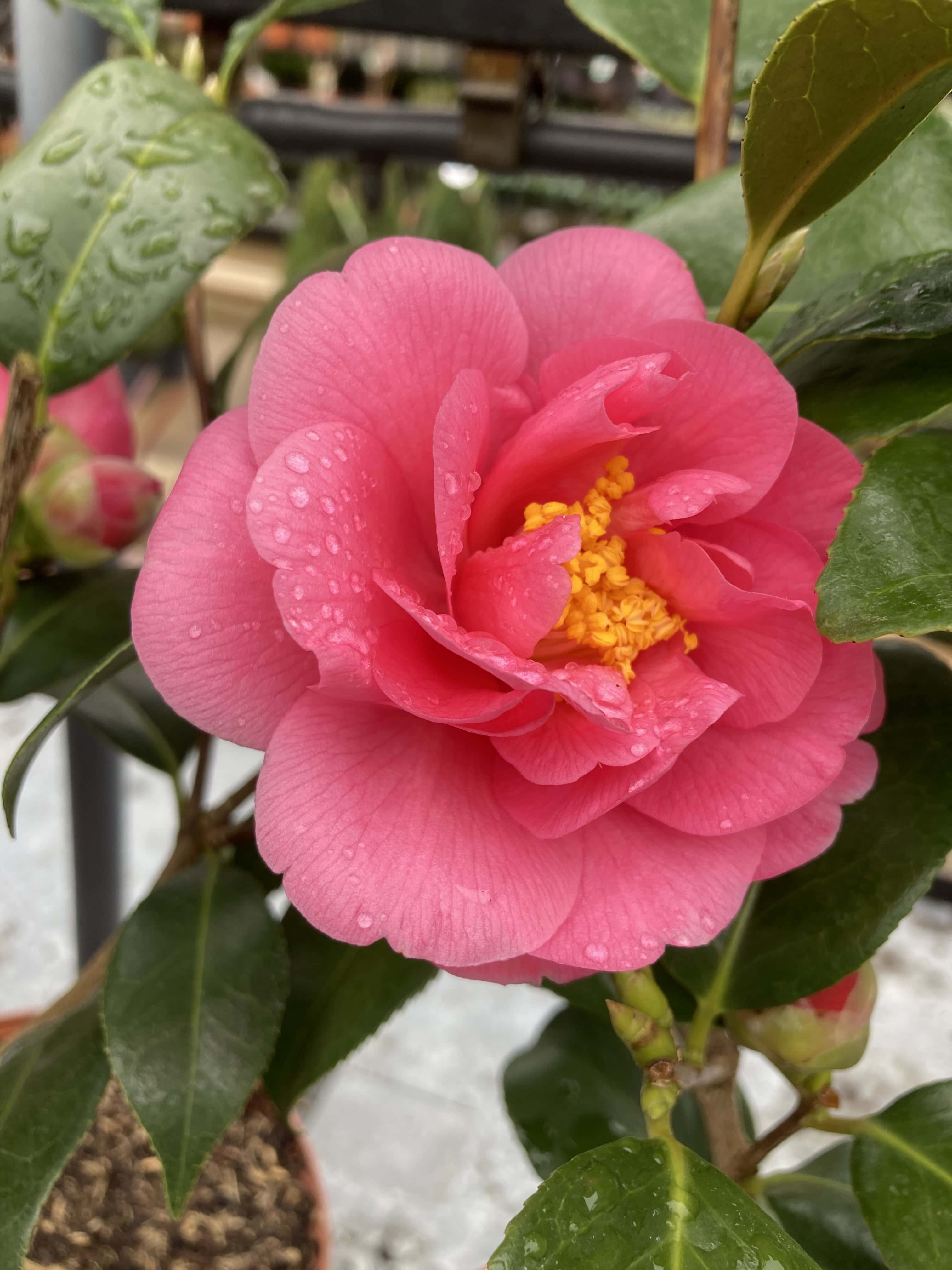 Camellia