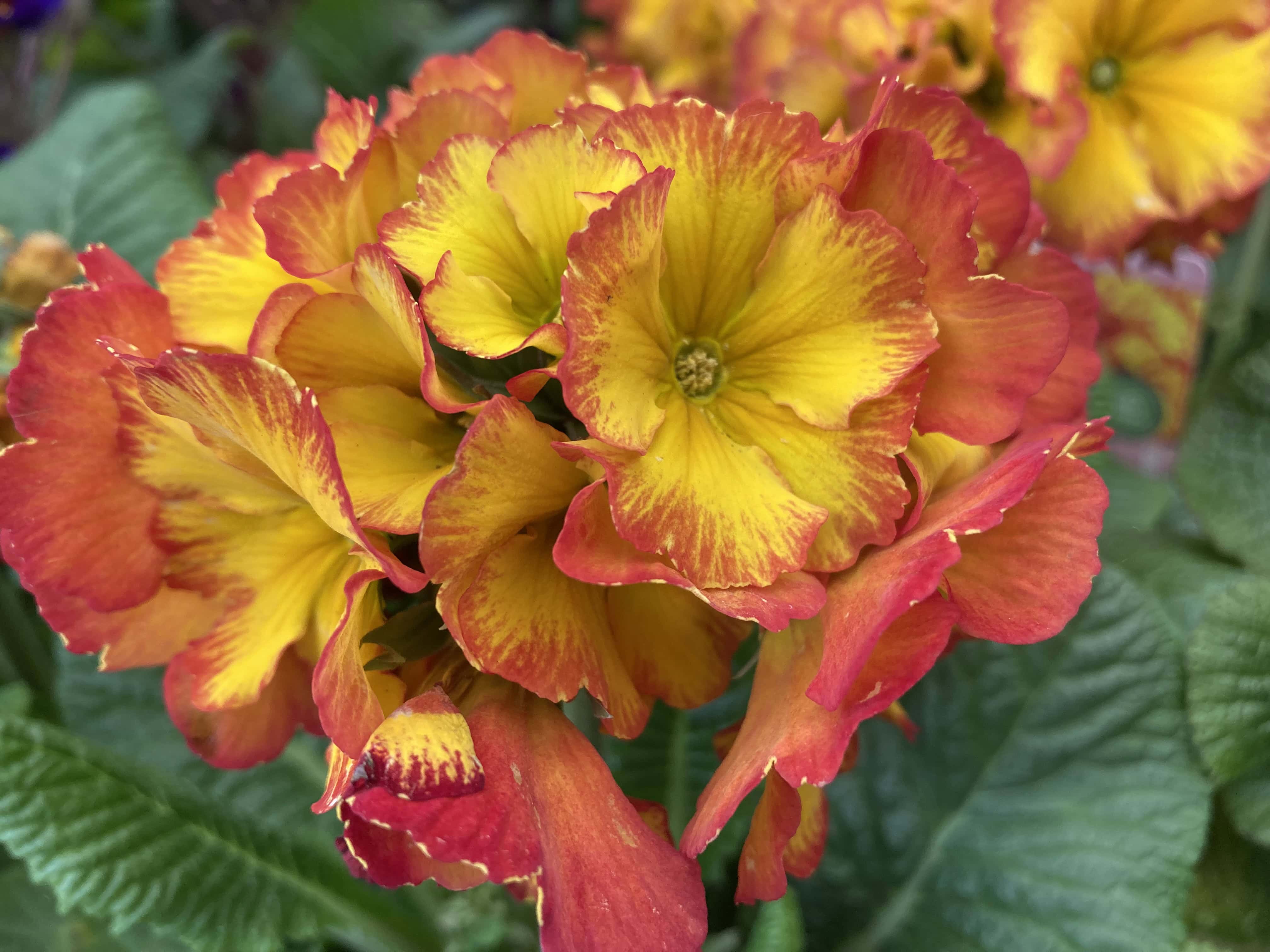 Primroses