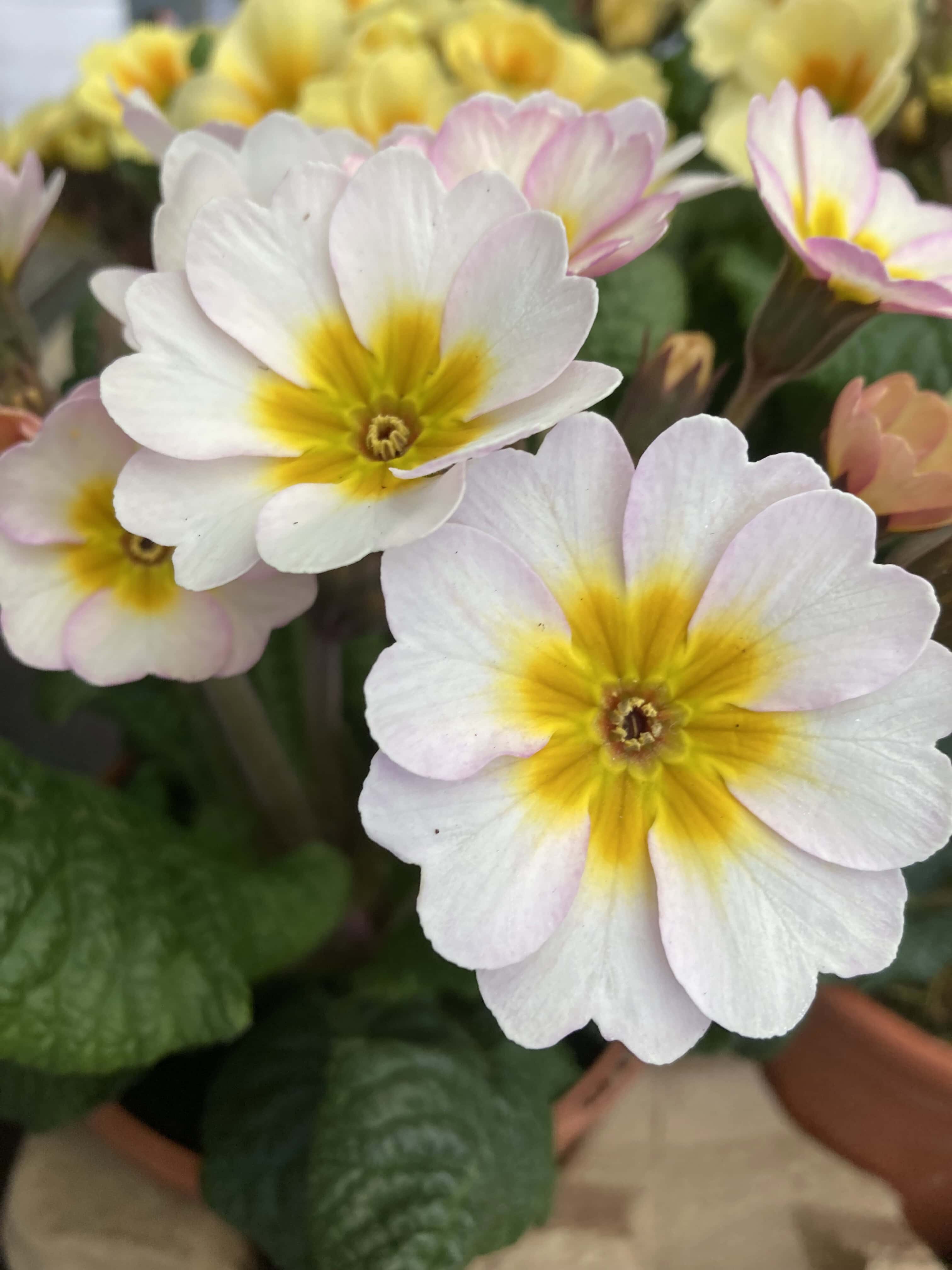 Primroses
