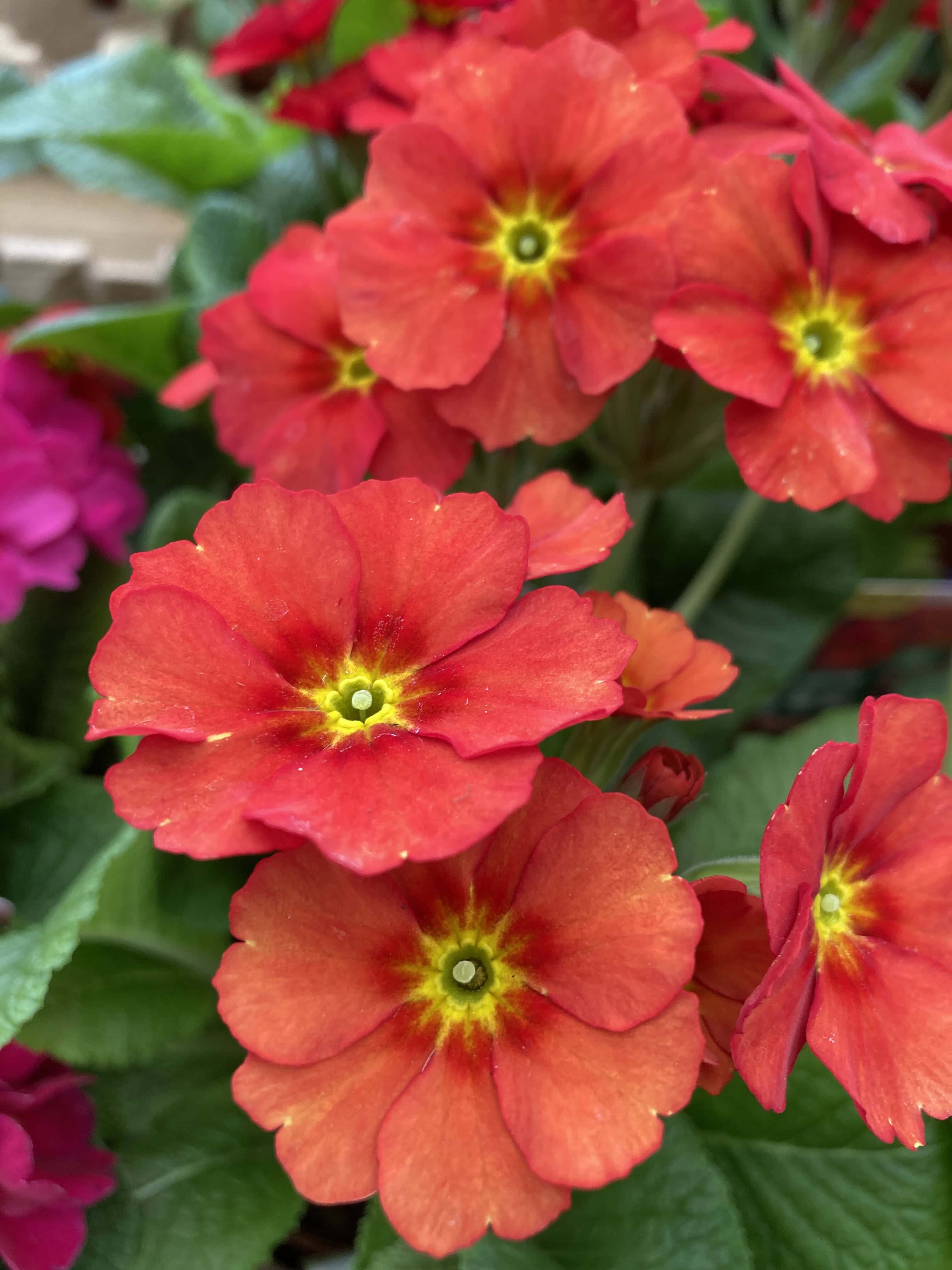 Primroses