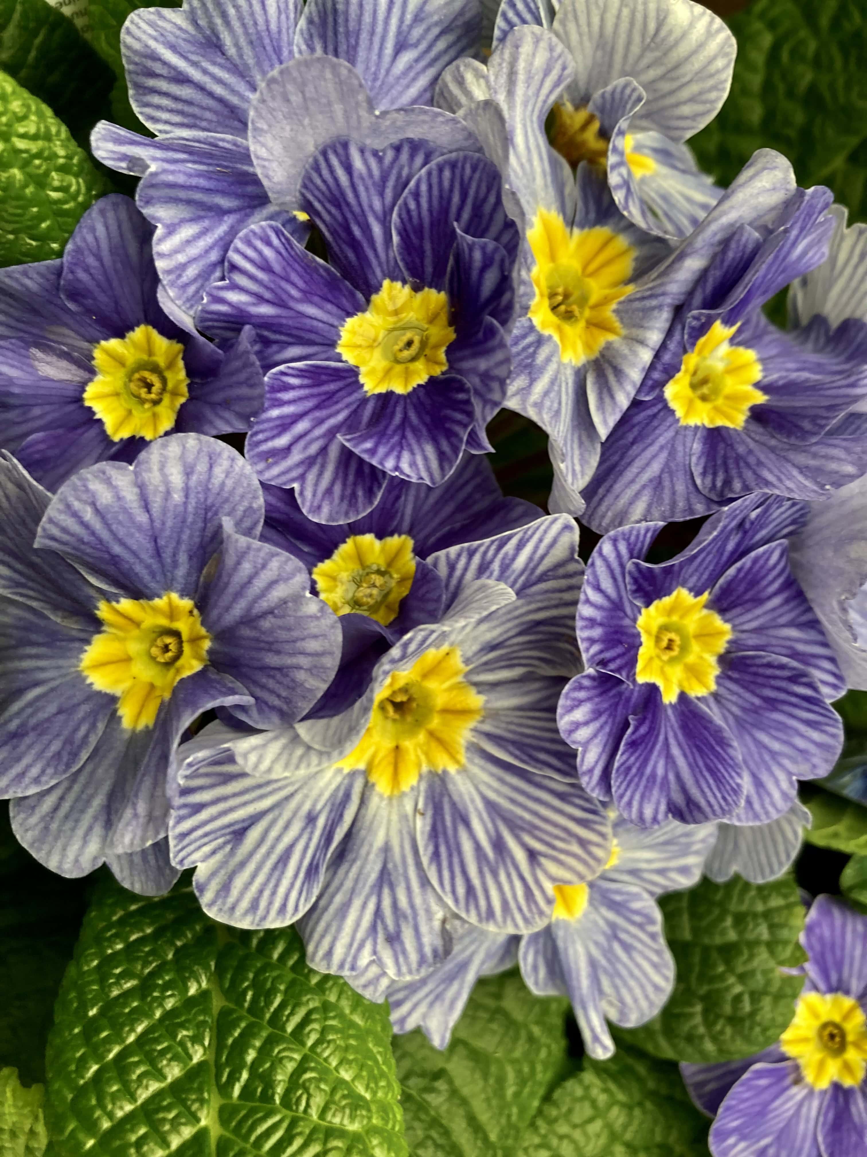 Primroses