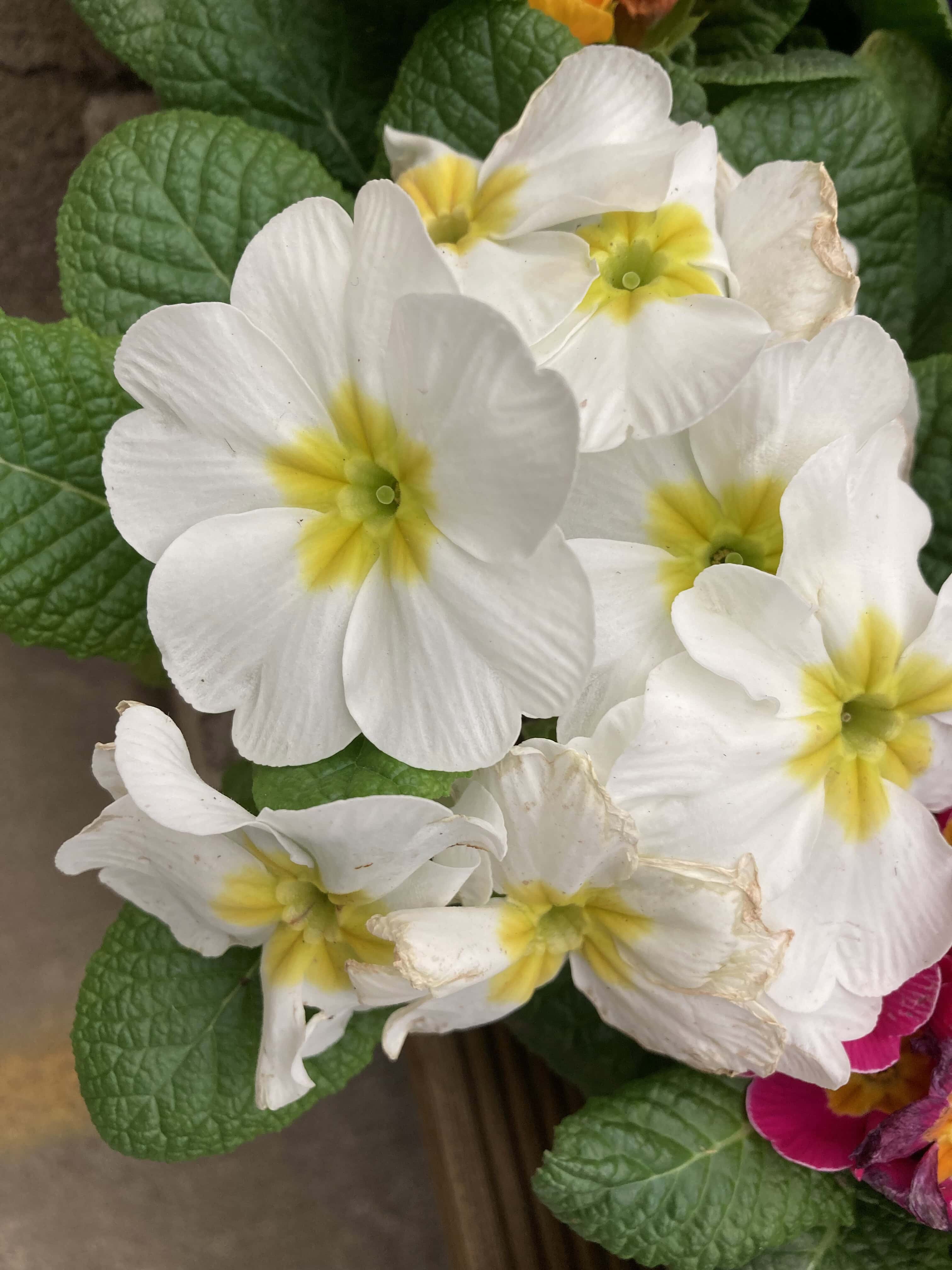 Primroses