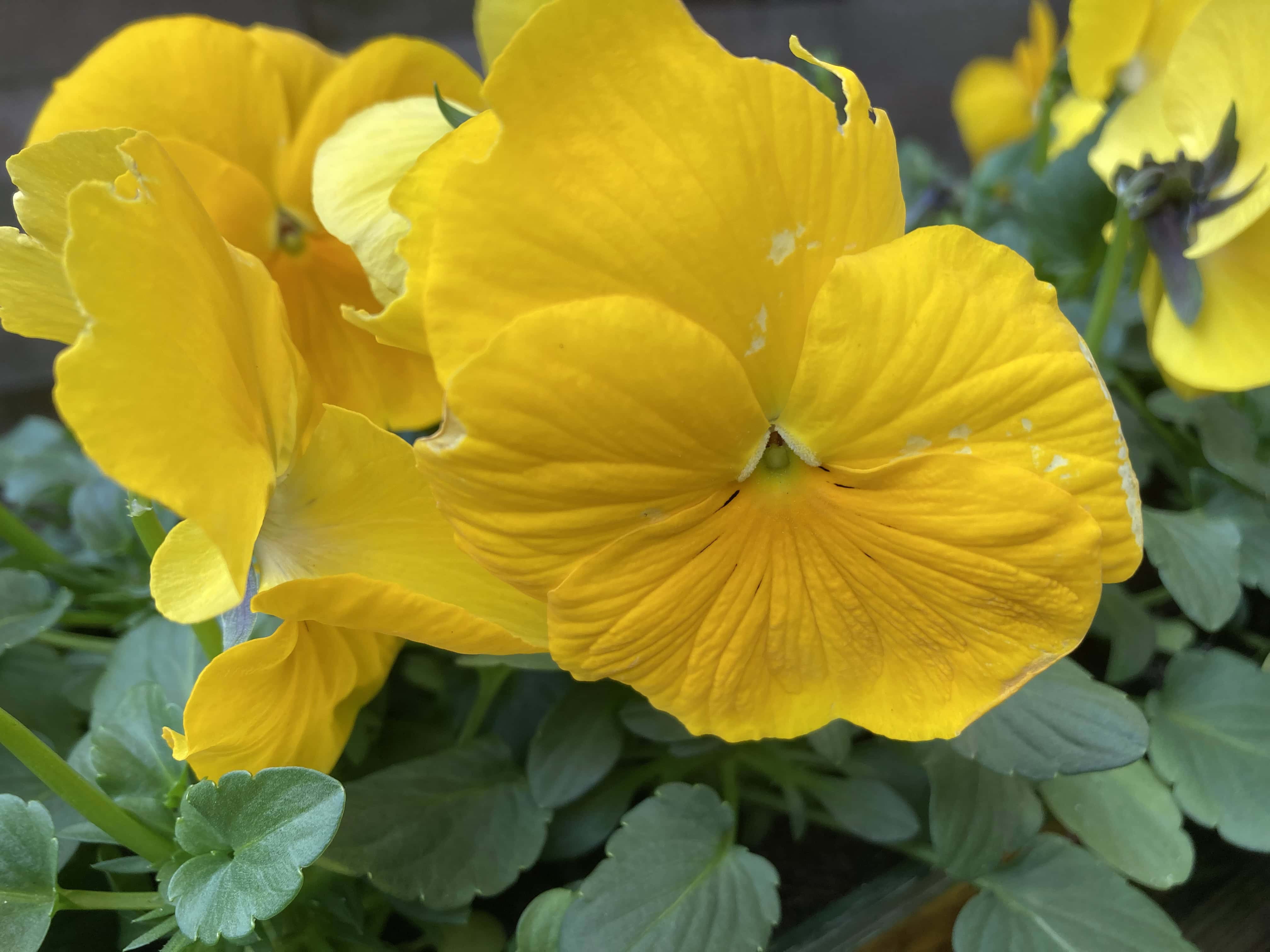Yellow Pansy — FOTD Jun 06