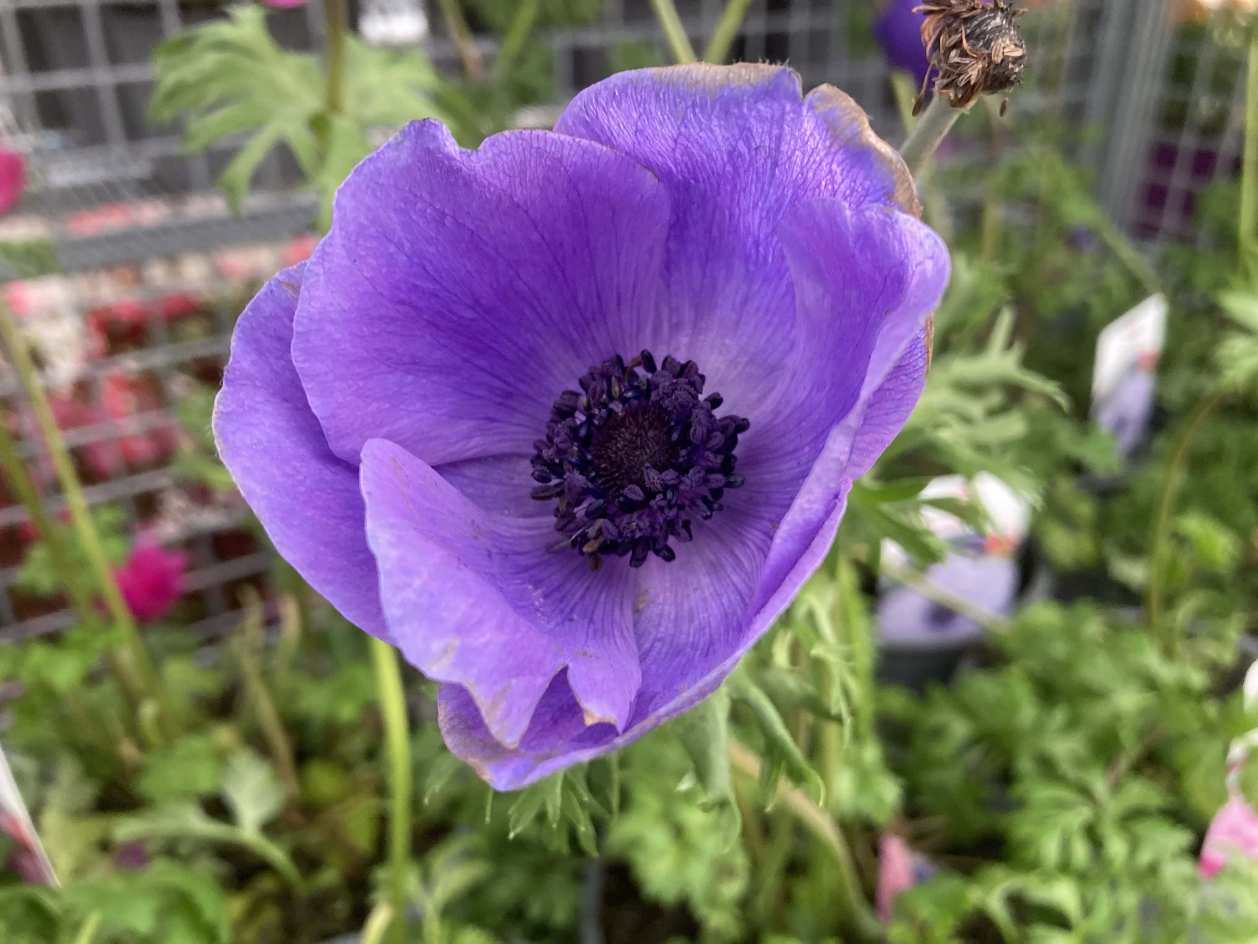Purple anemone
