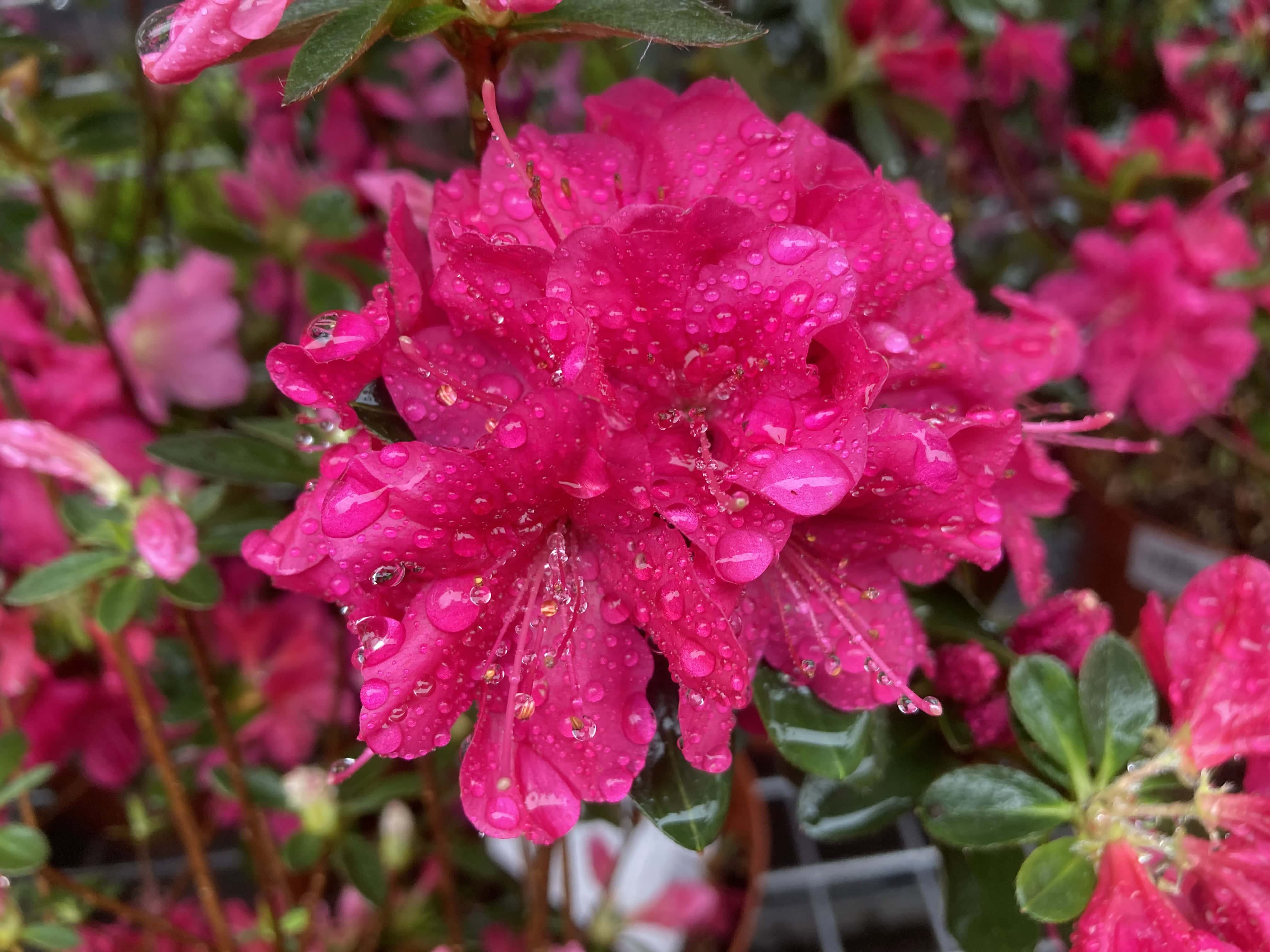 Azalea