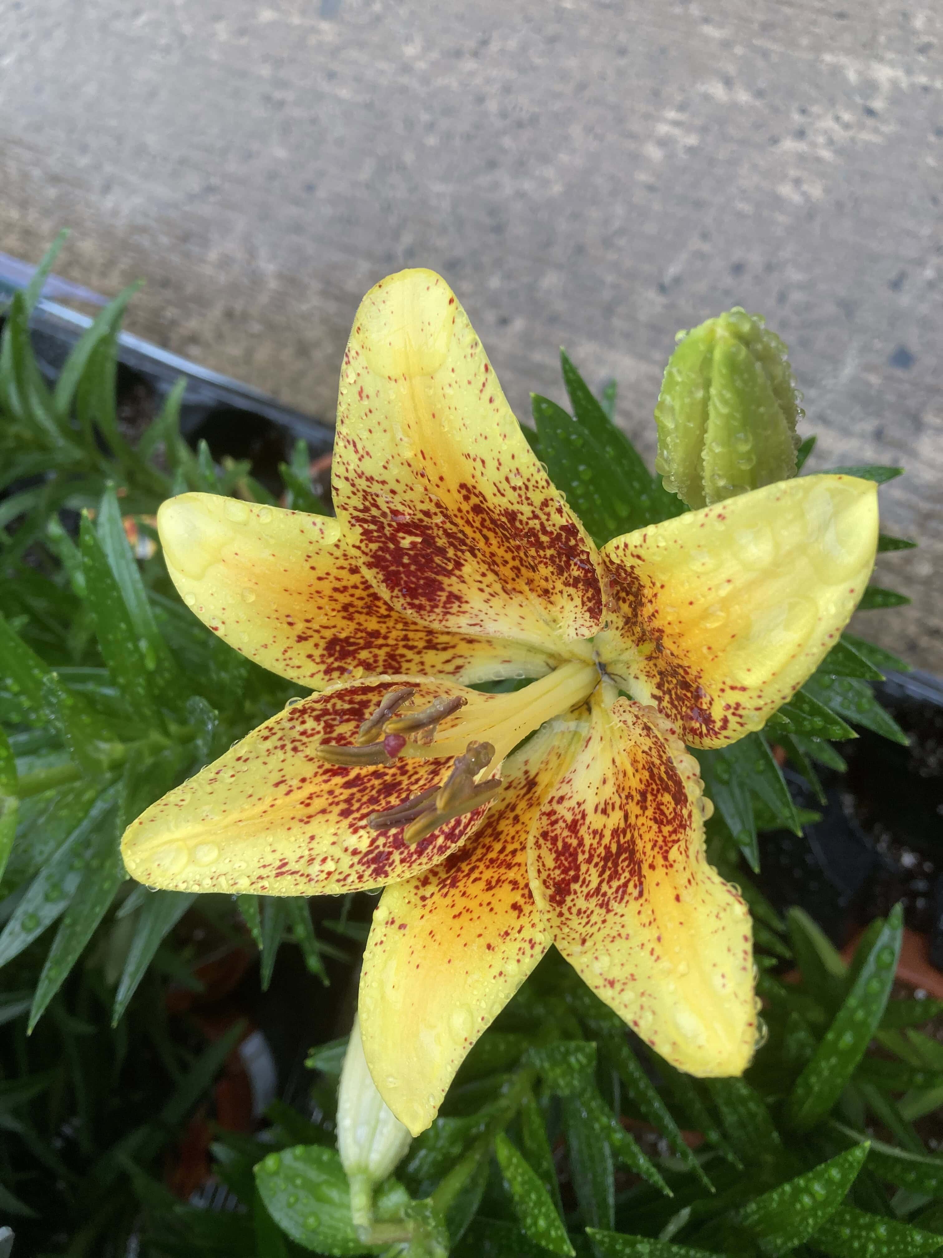 Lily