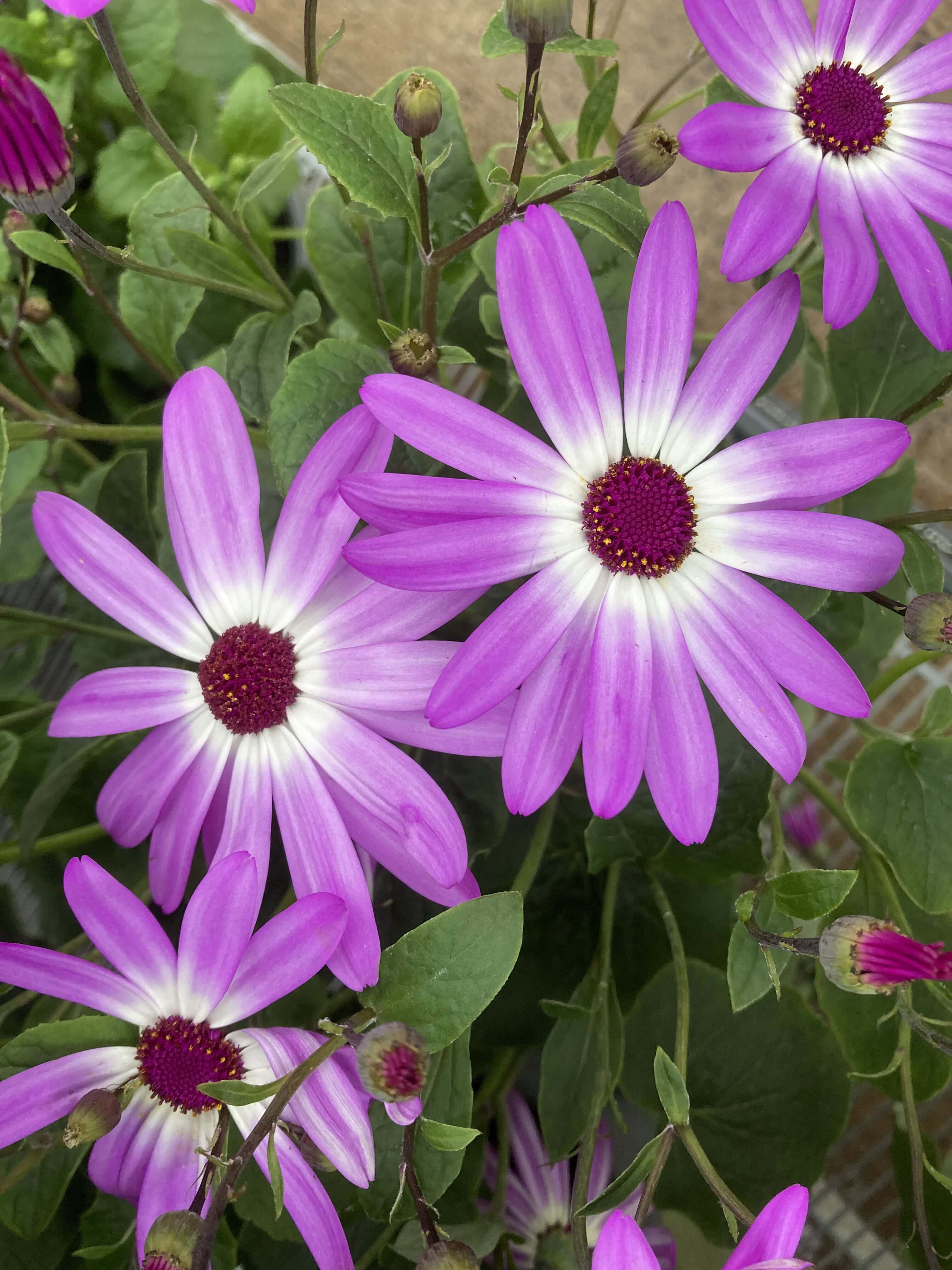 Cape Daisies