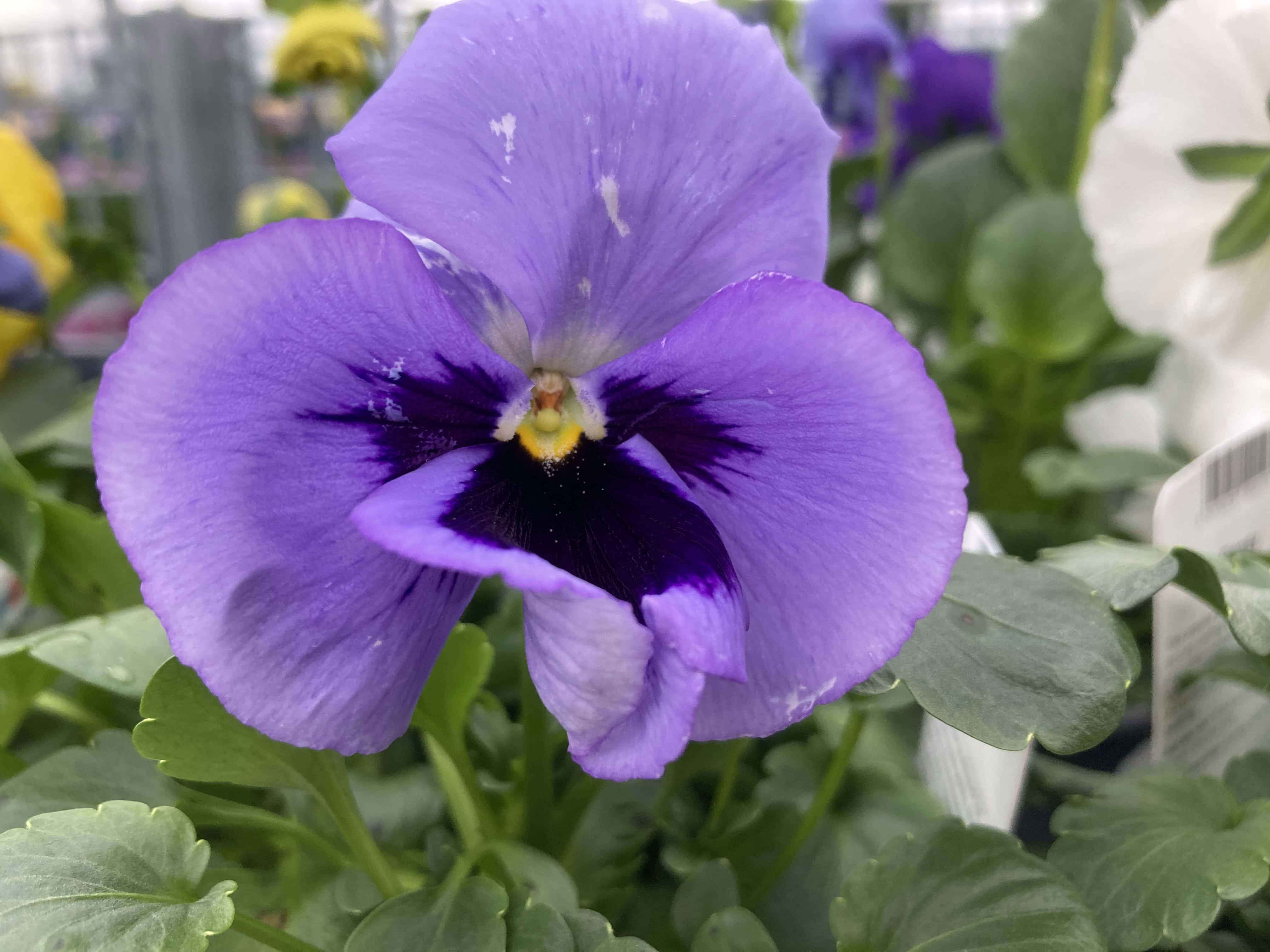Pansy