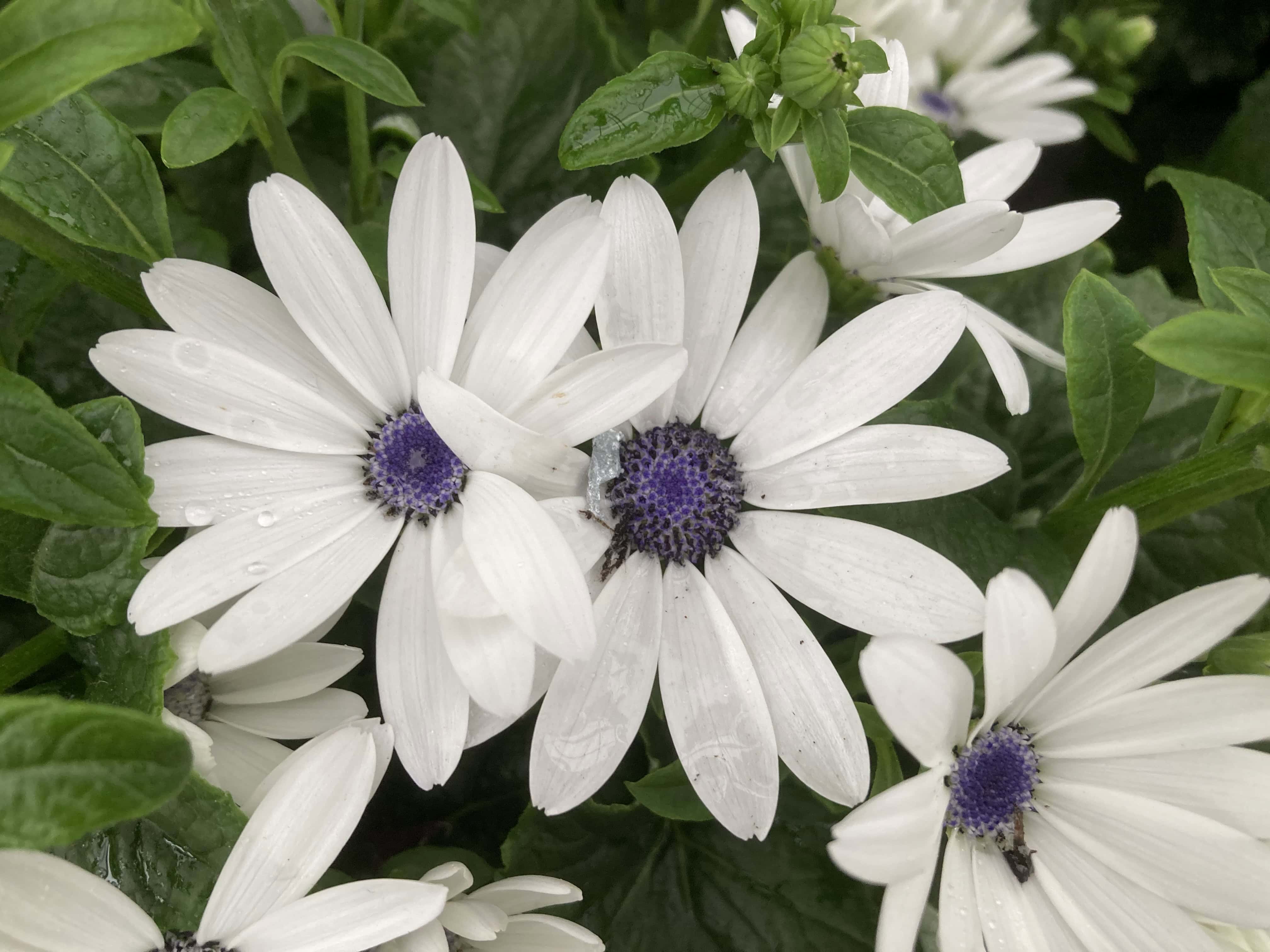 African Daisy