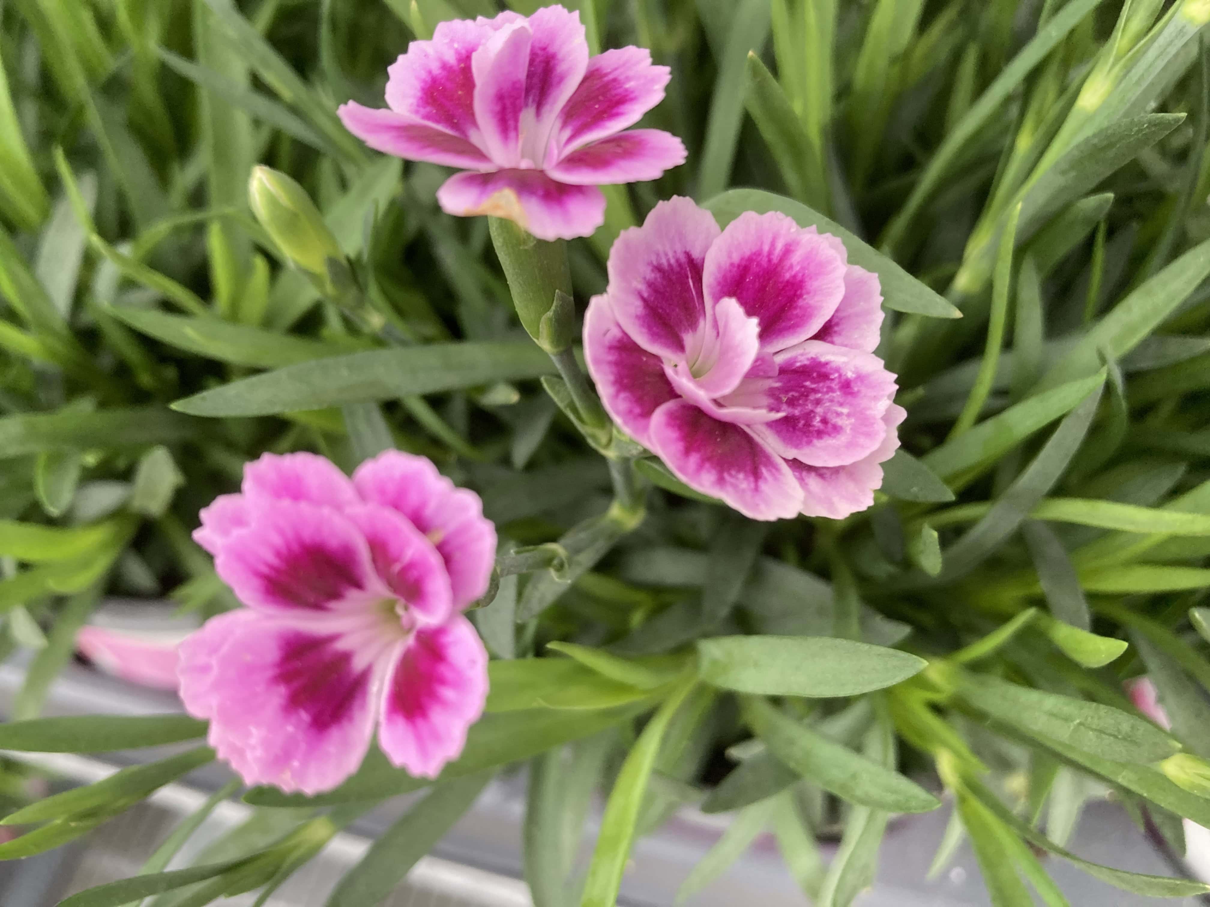 Carnations
