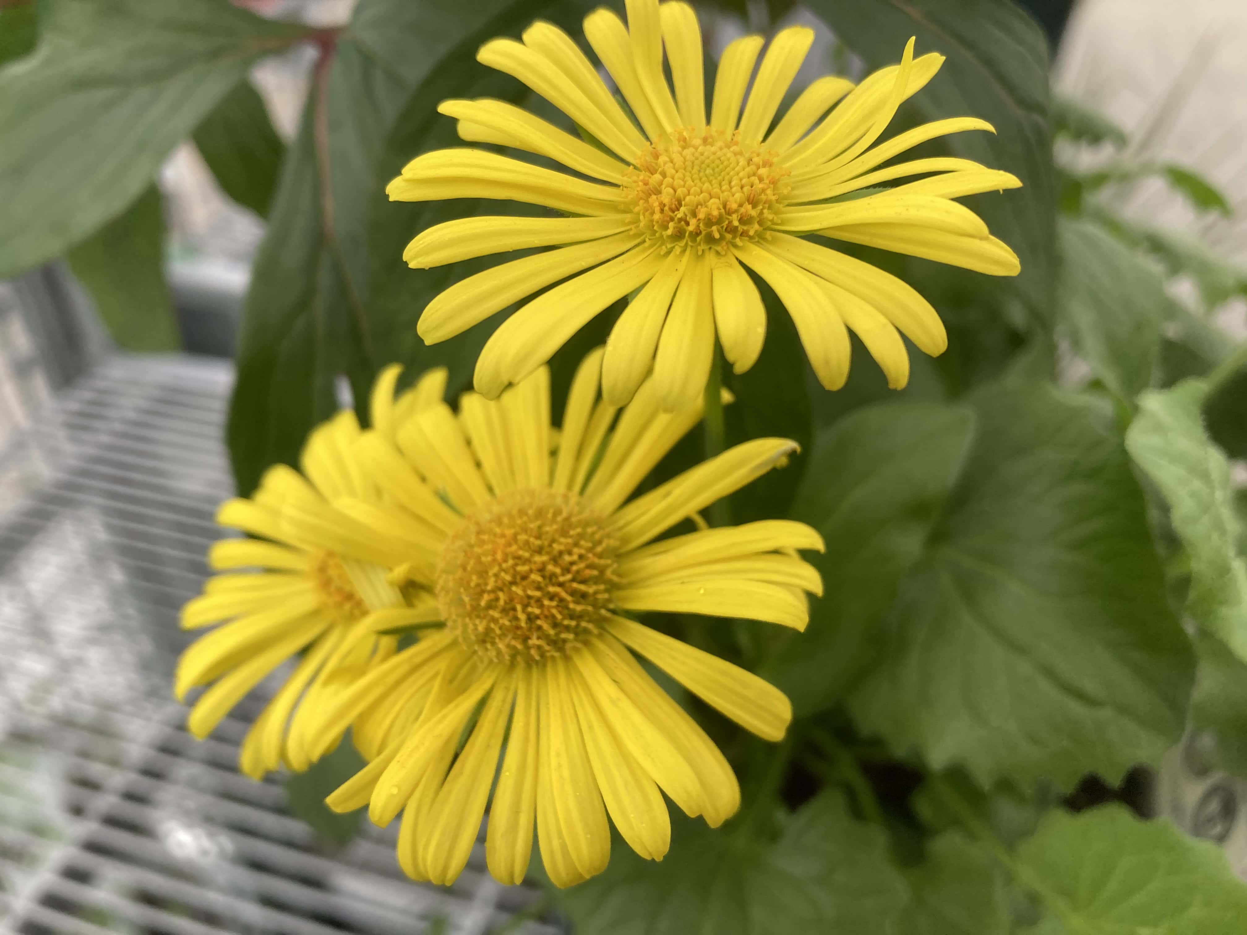 Leopard’s Bane– FOTD May 27