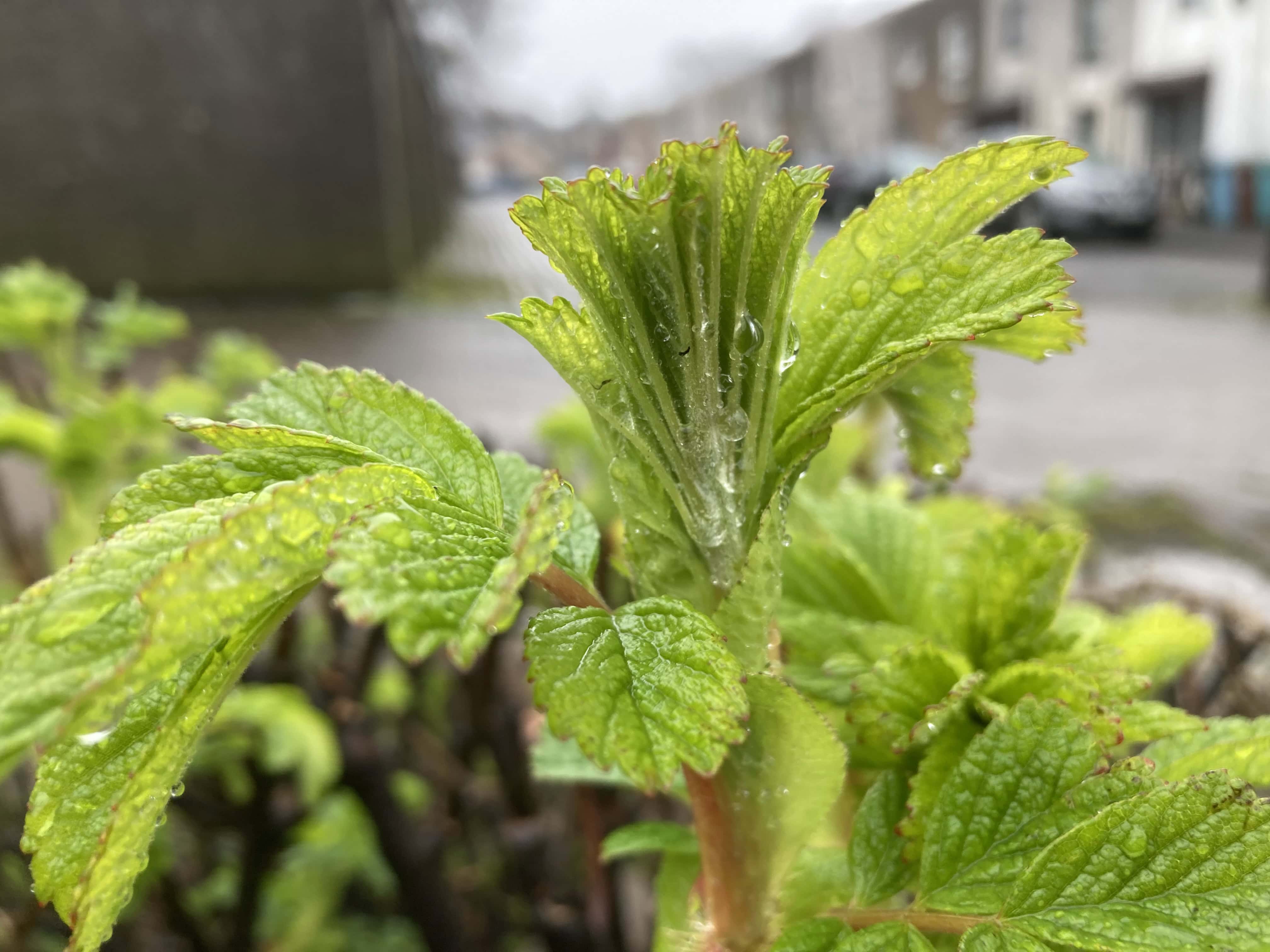 New Shoots — #SquaresRenew