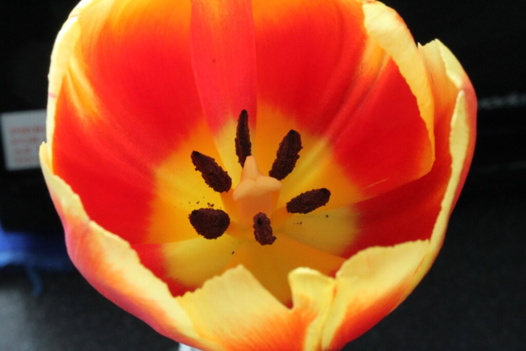 Tulip macro