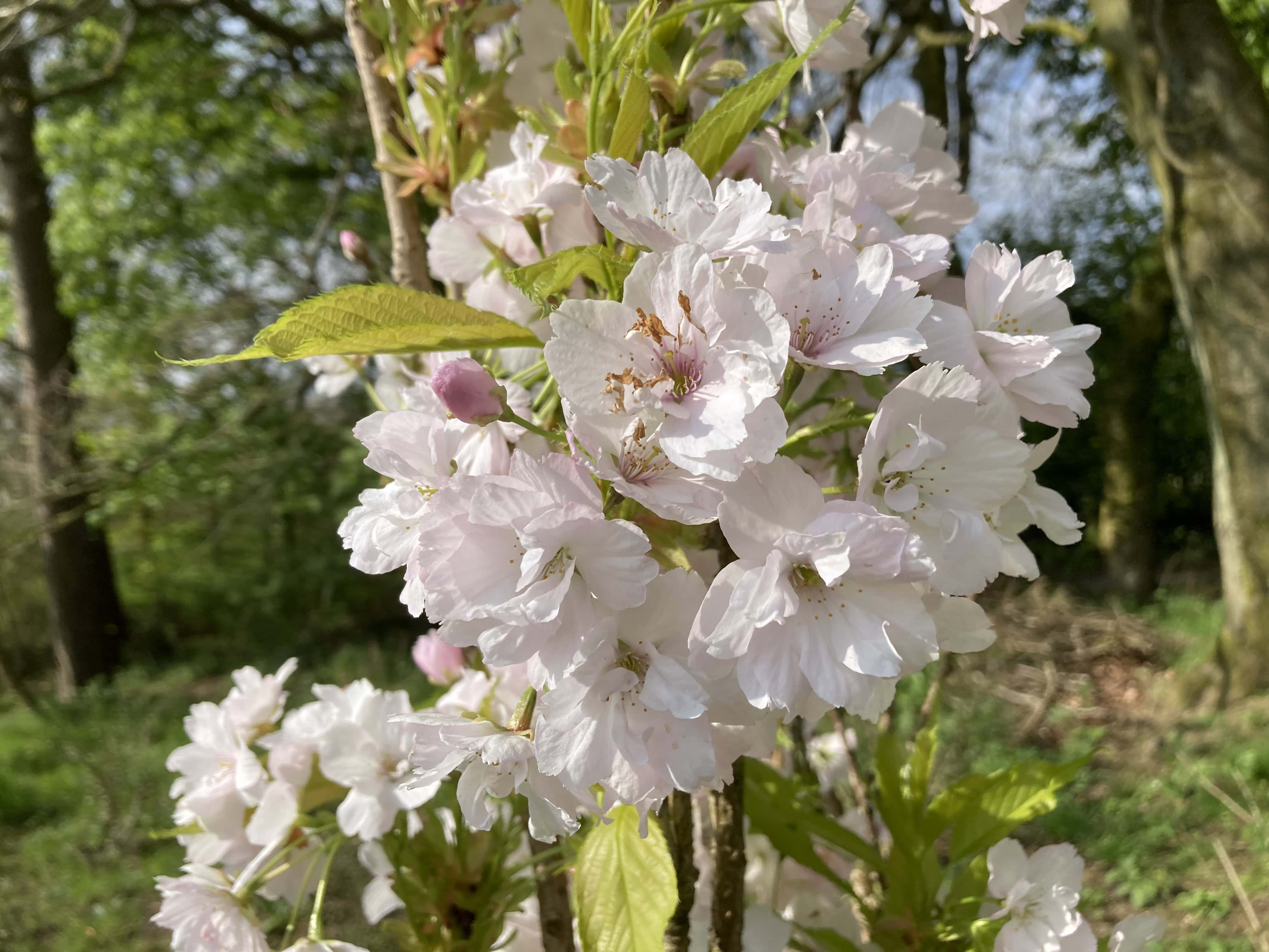 Blossom — FOTD May 21