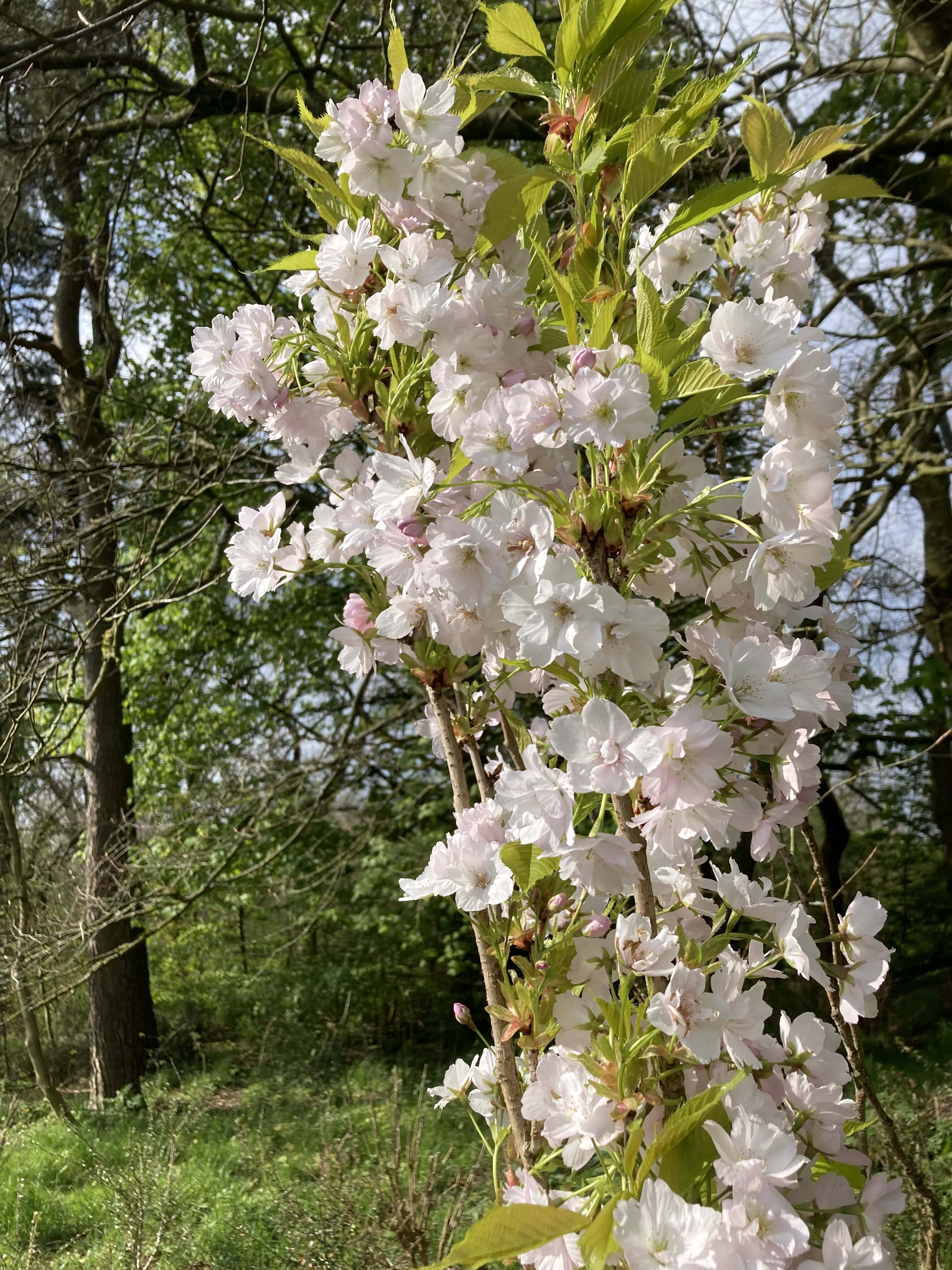 Blossom