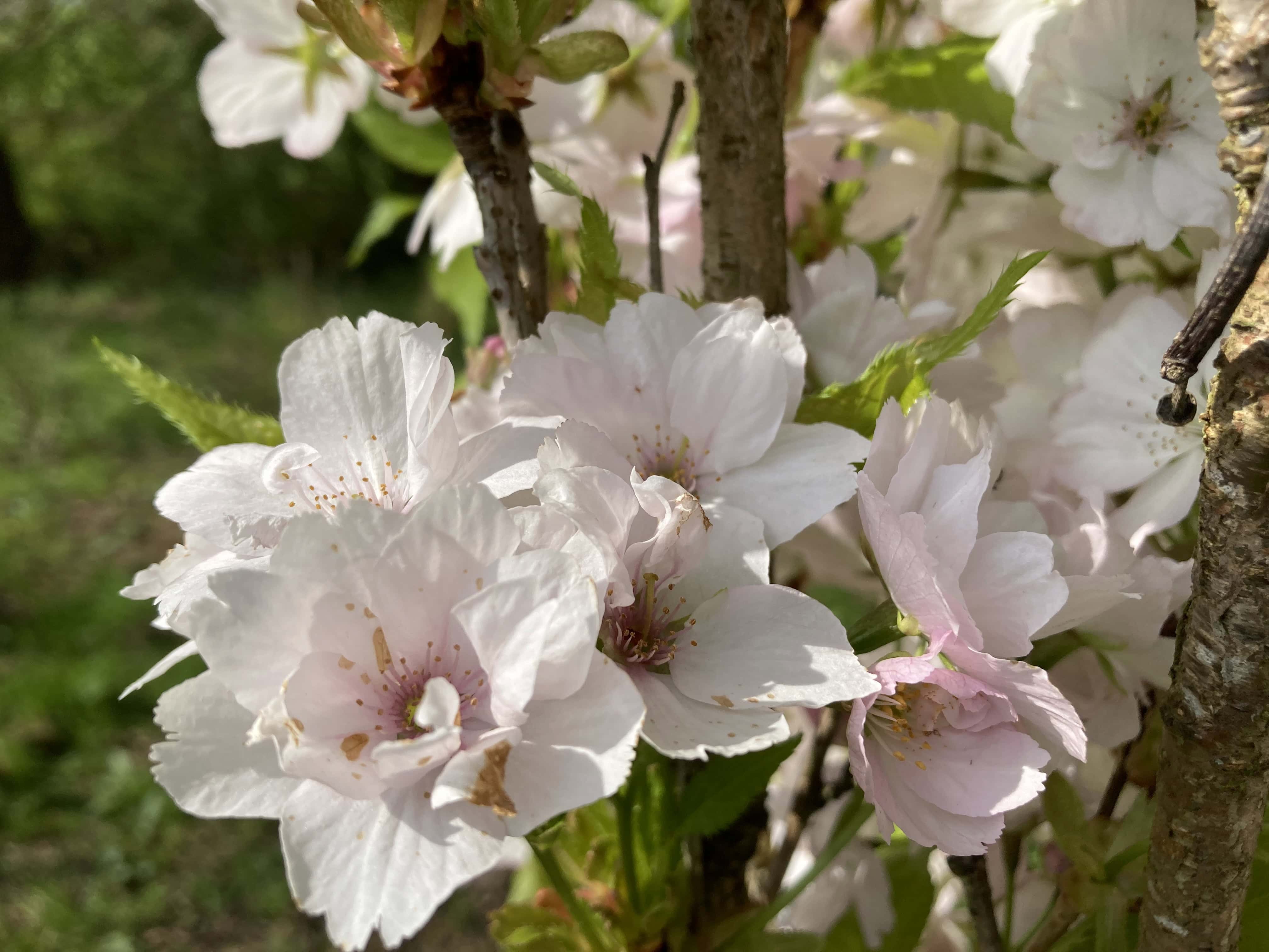 Blossom