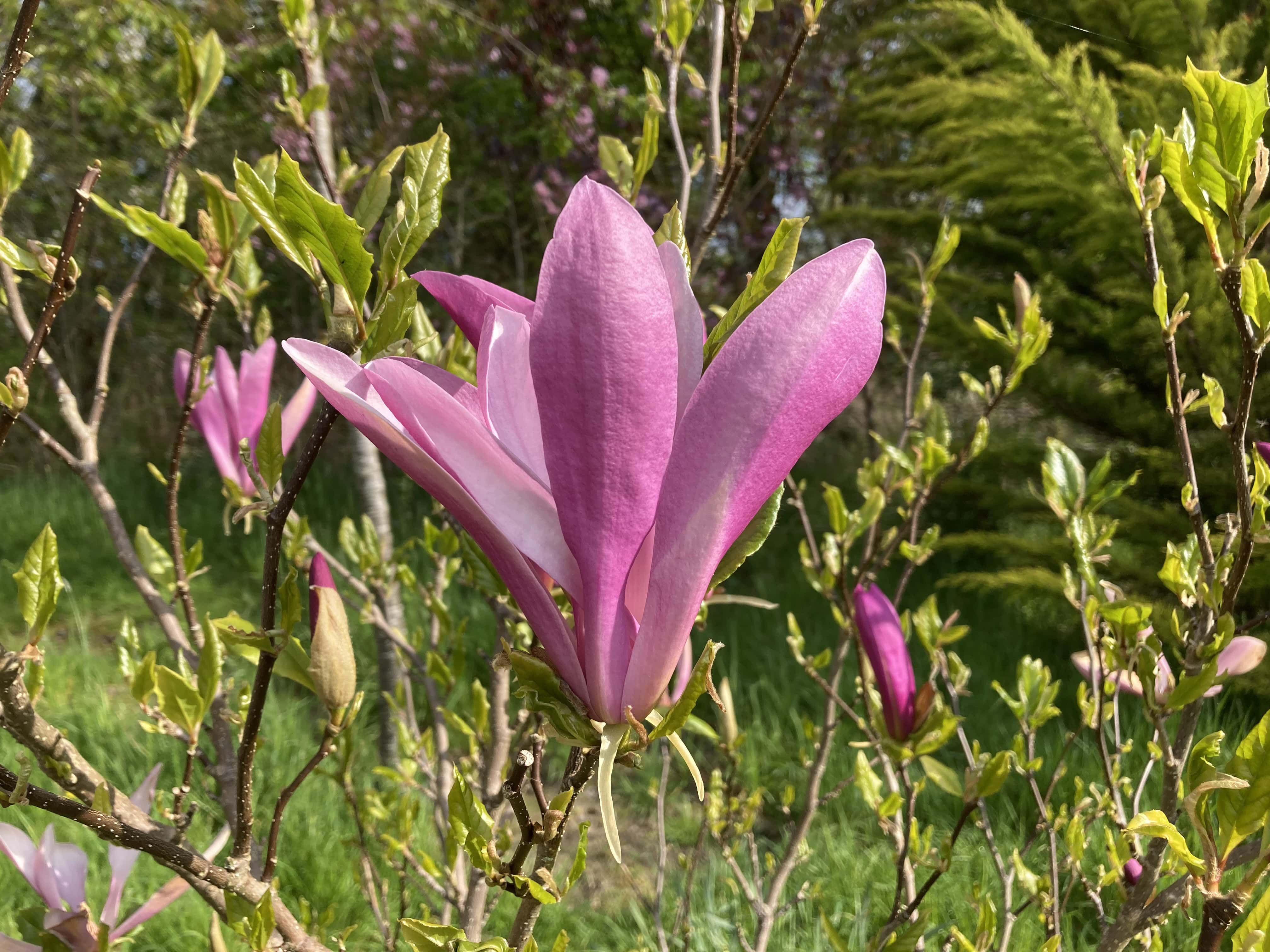 Magnolia