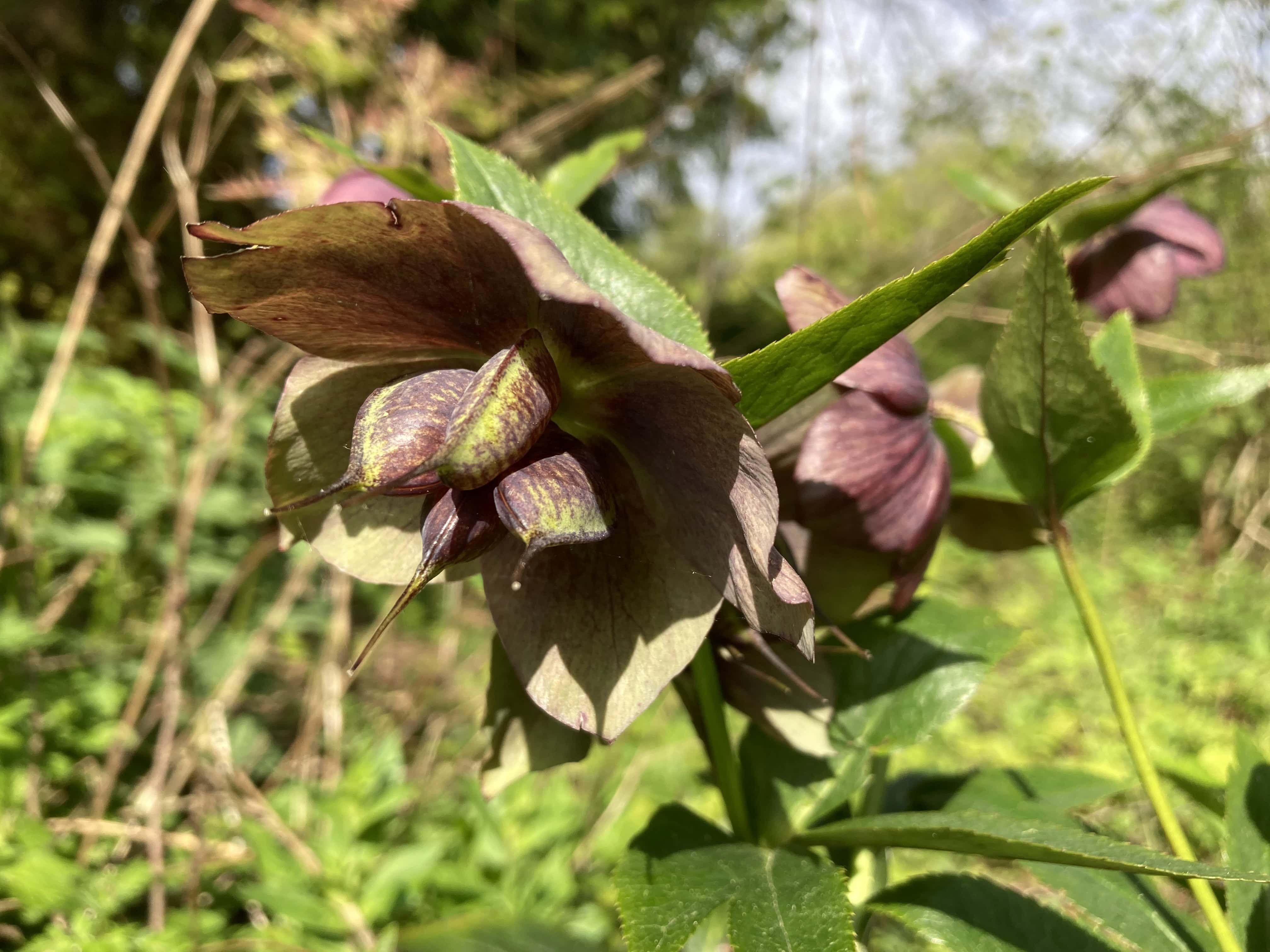 Lenten Rose — FOTD May 30