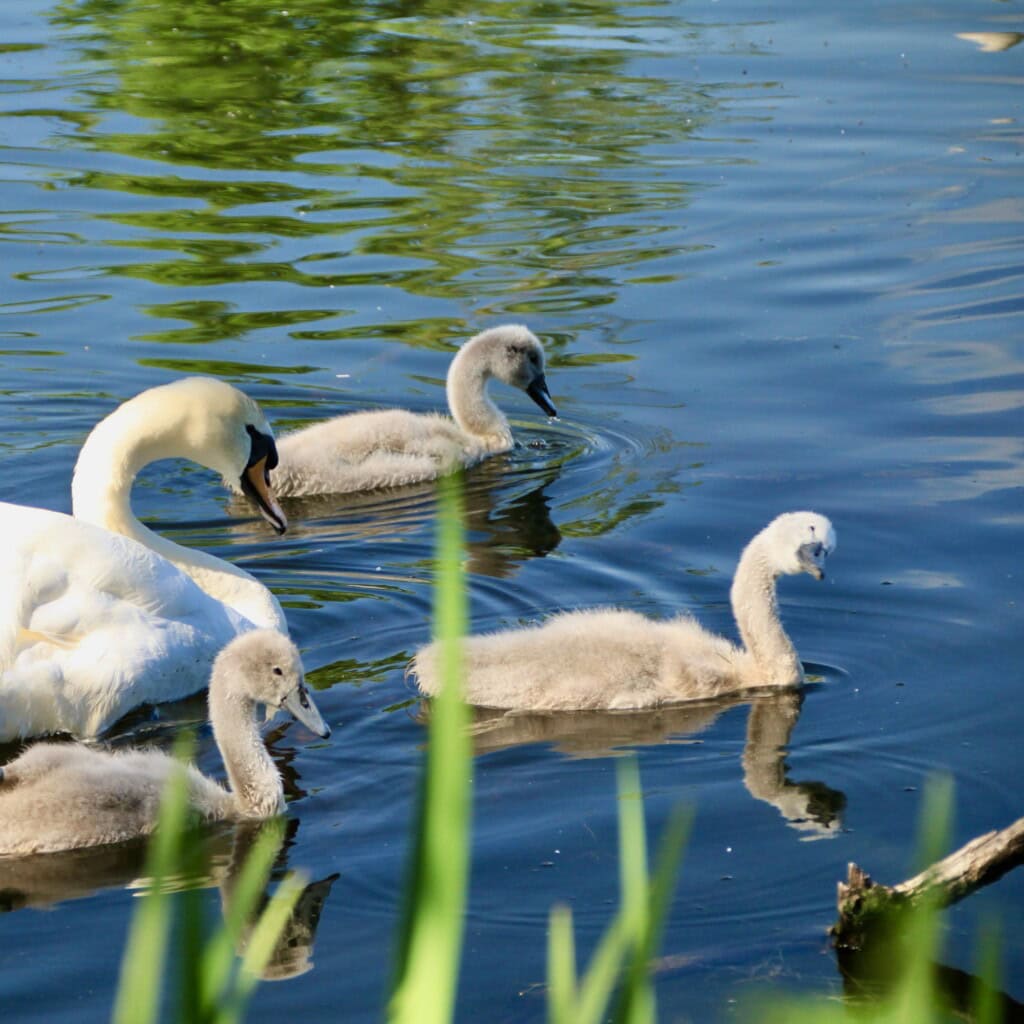 Cygnets