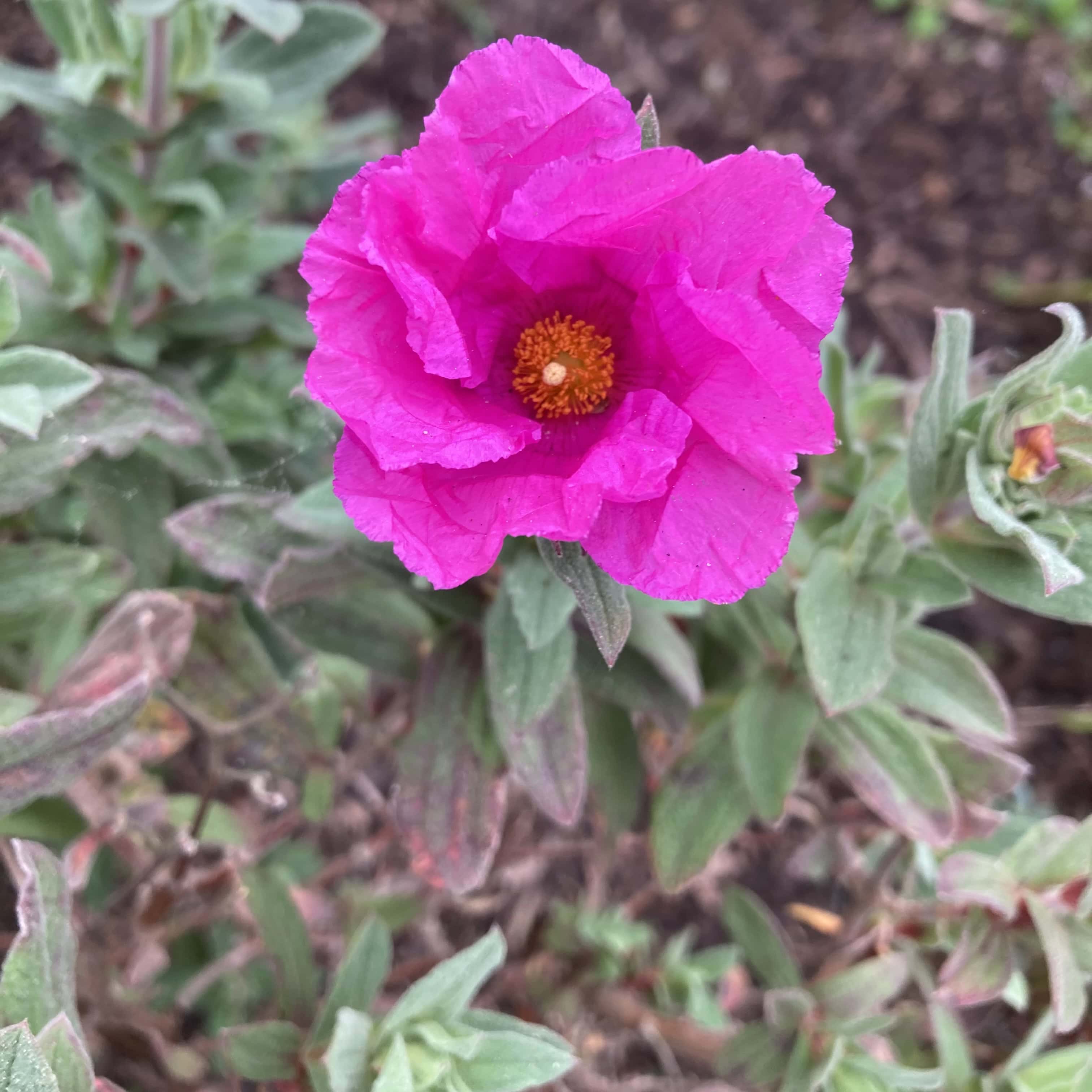 Grey Leafed Cistus — FOTD Jun 13