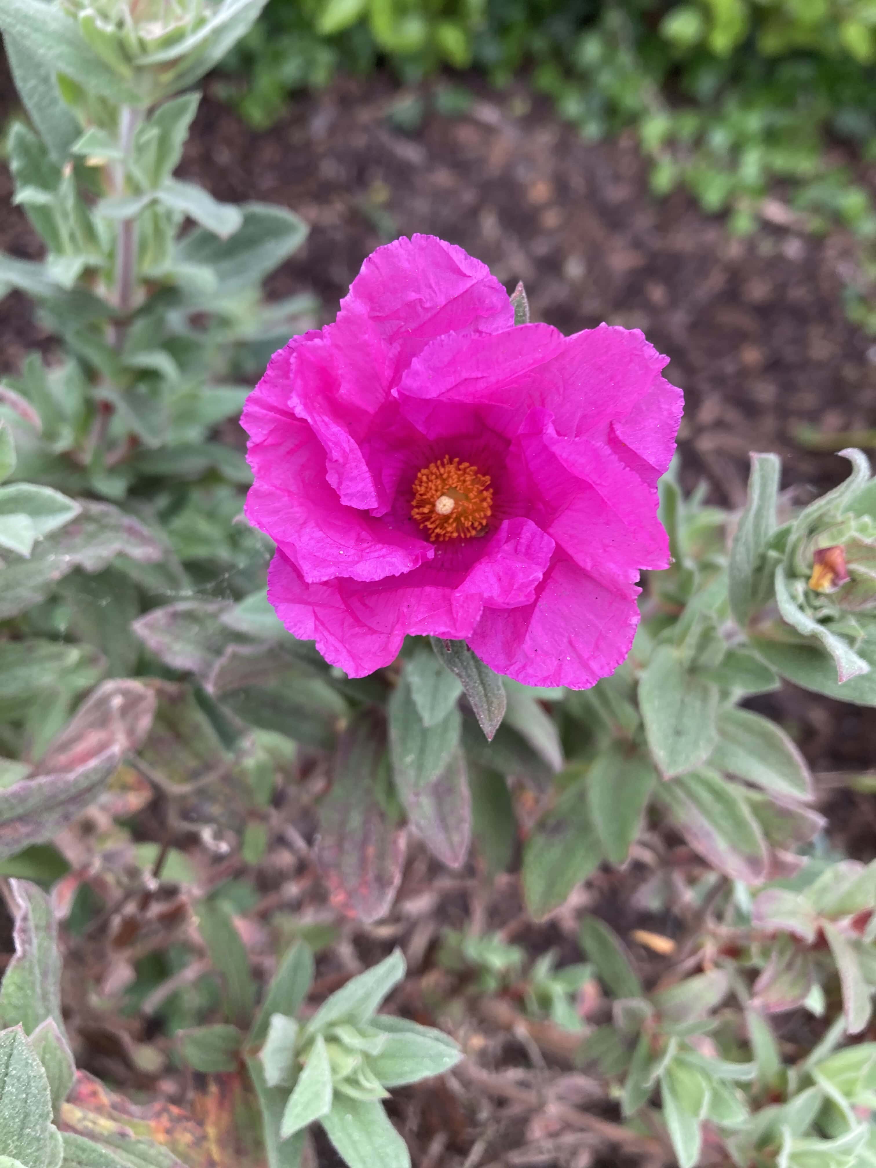 Grey leafed cistus