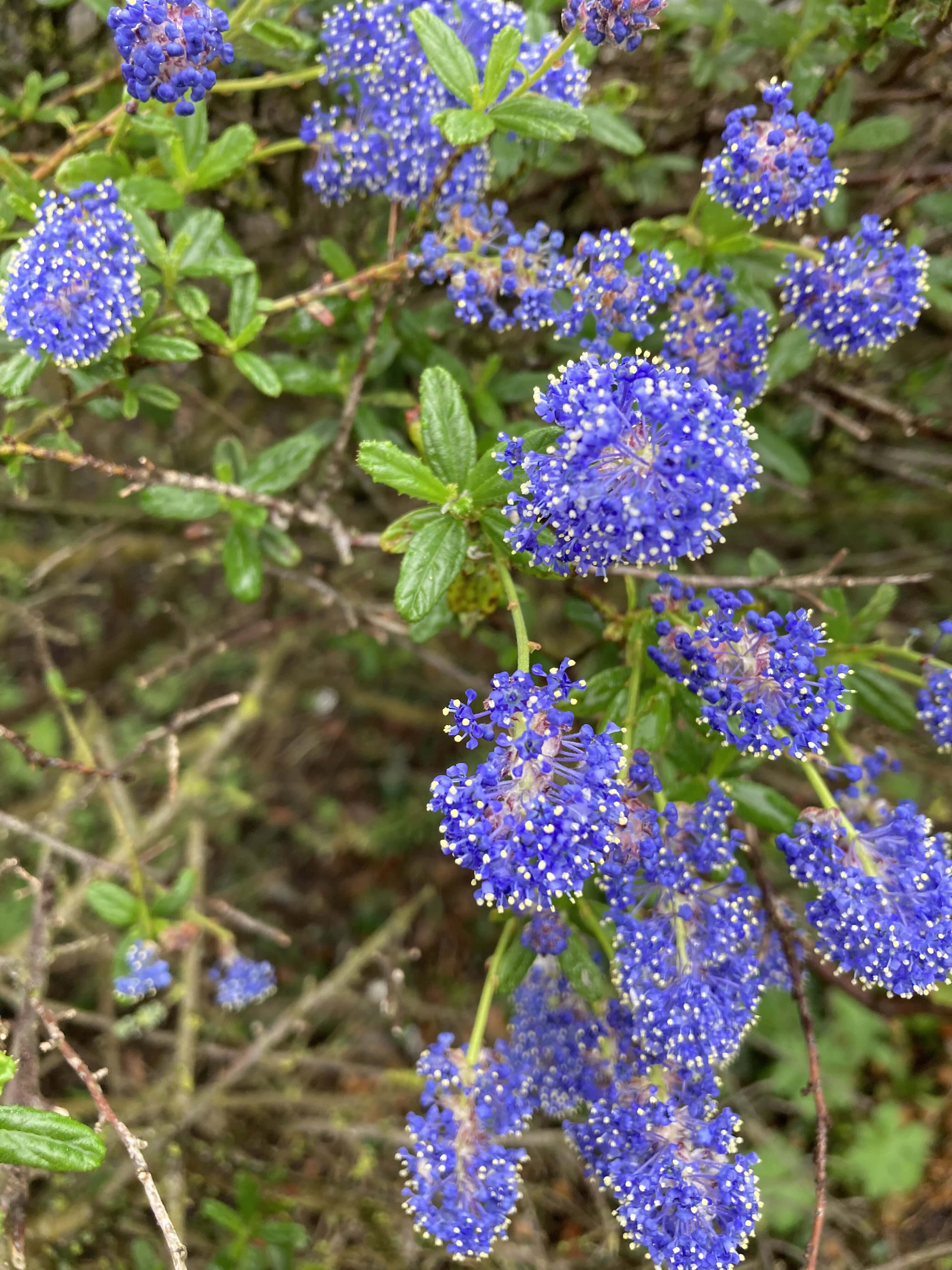 Ceanothus