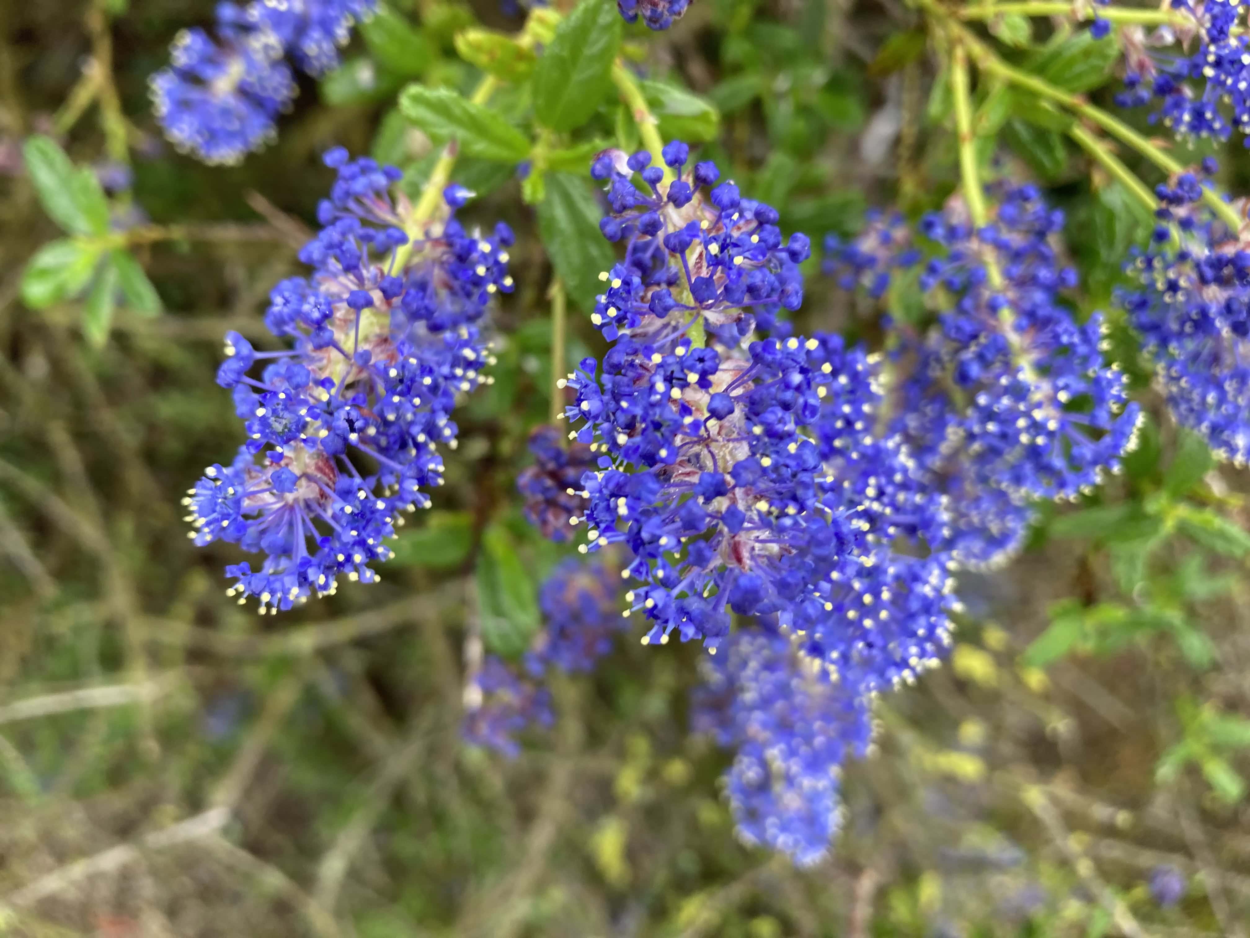 Ceanothus — FOTD Jun 14