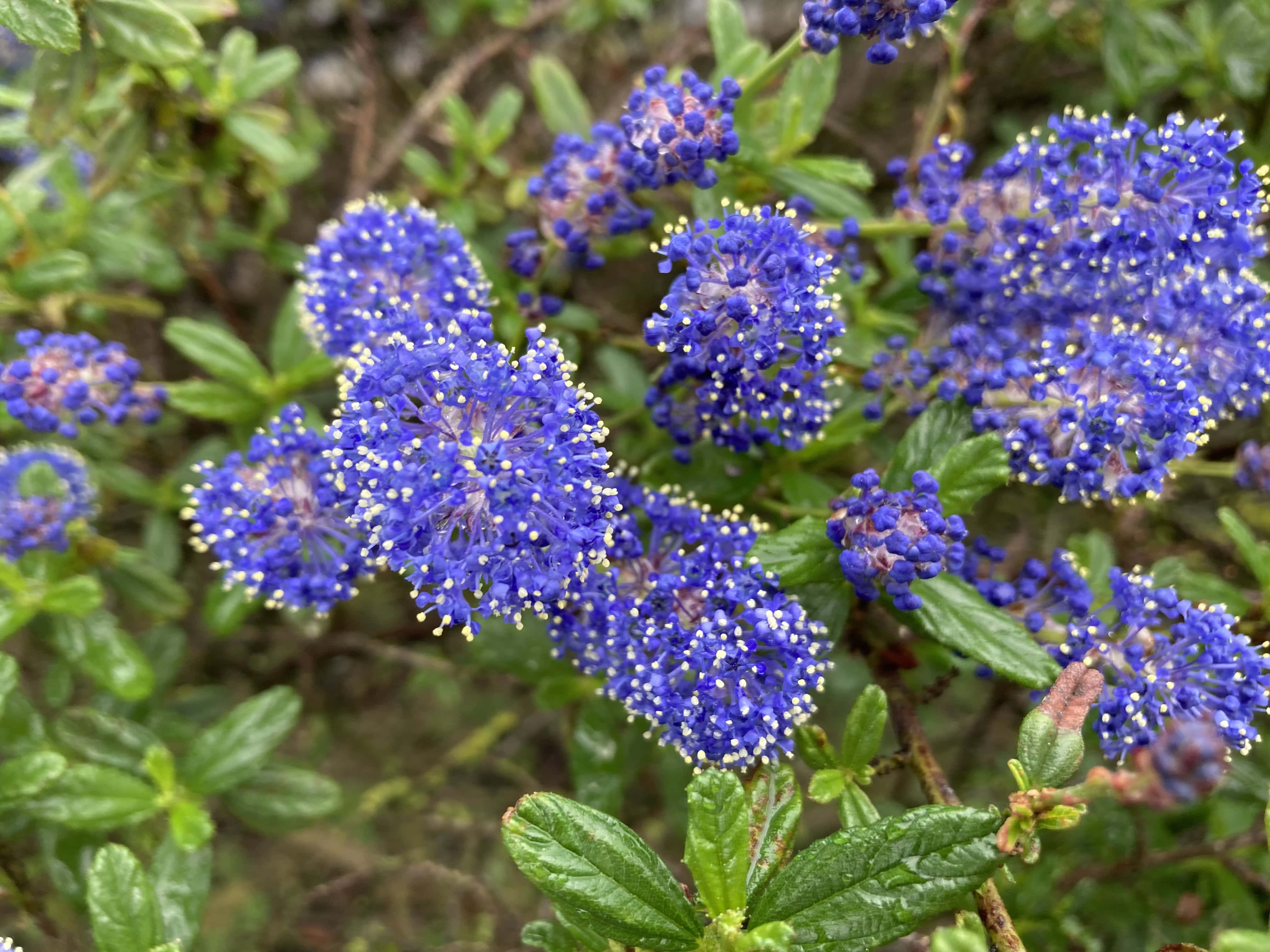 Ceanothus