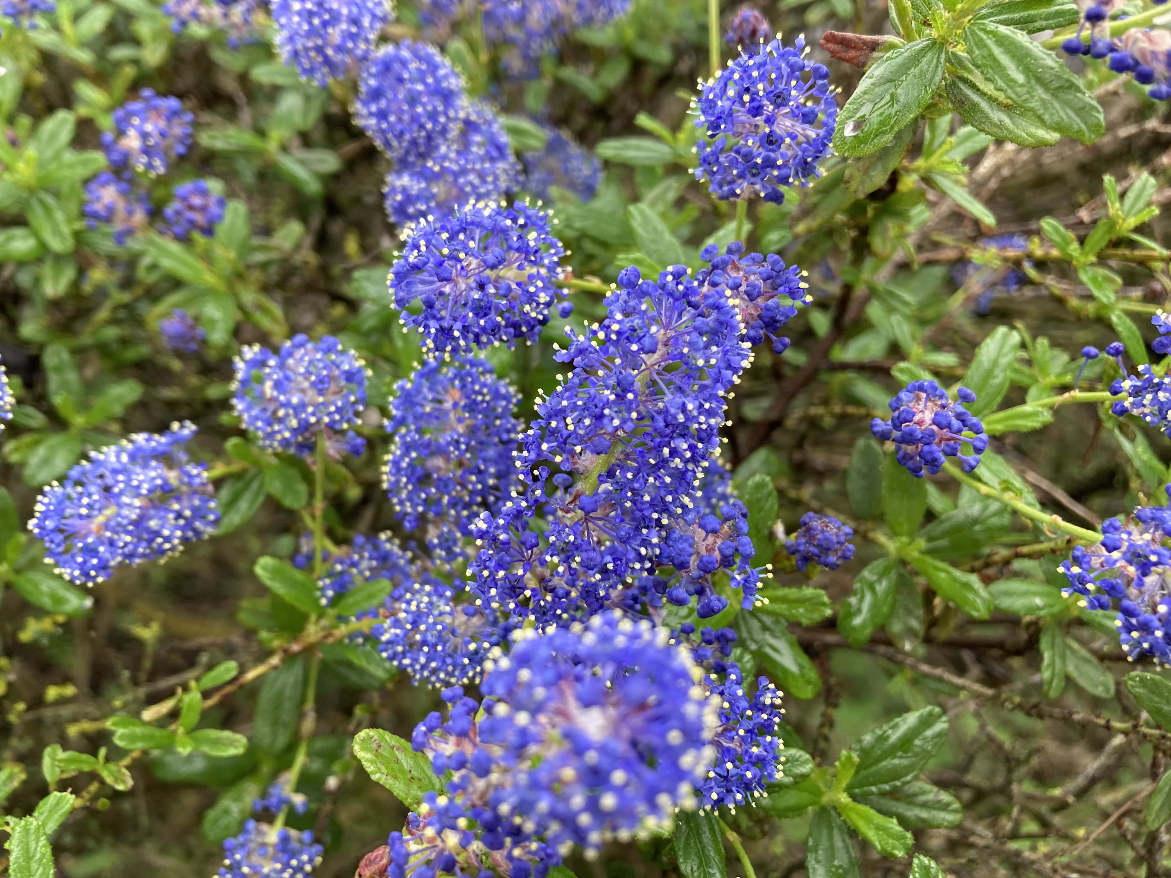 Ceanothus — Weekend FOTD Jun 15/16