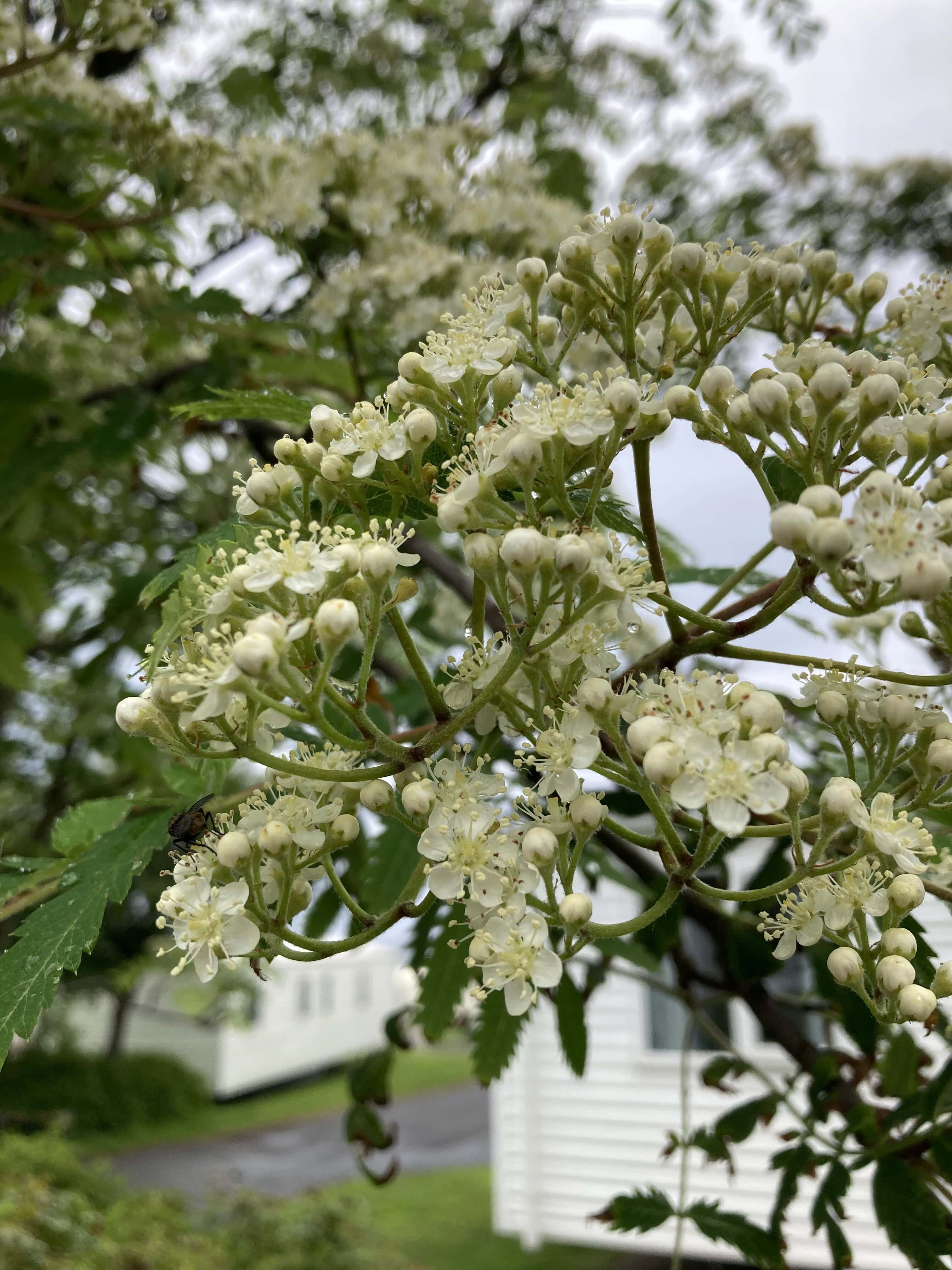 Rowan