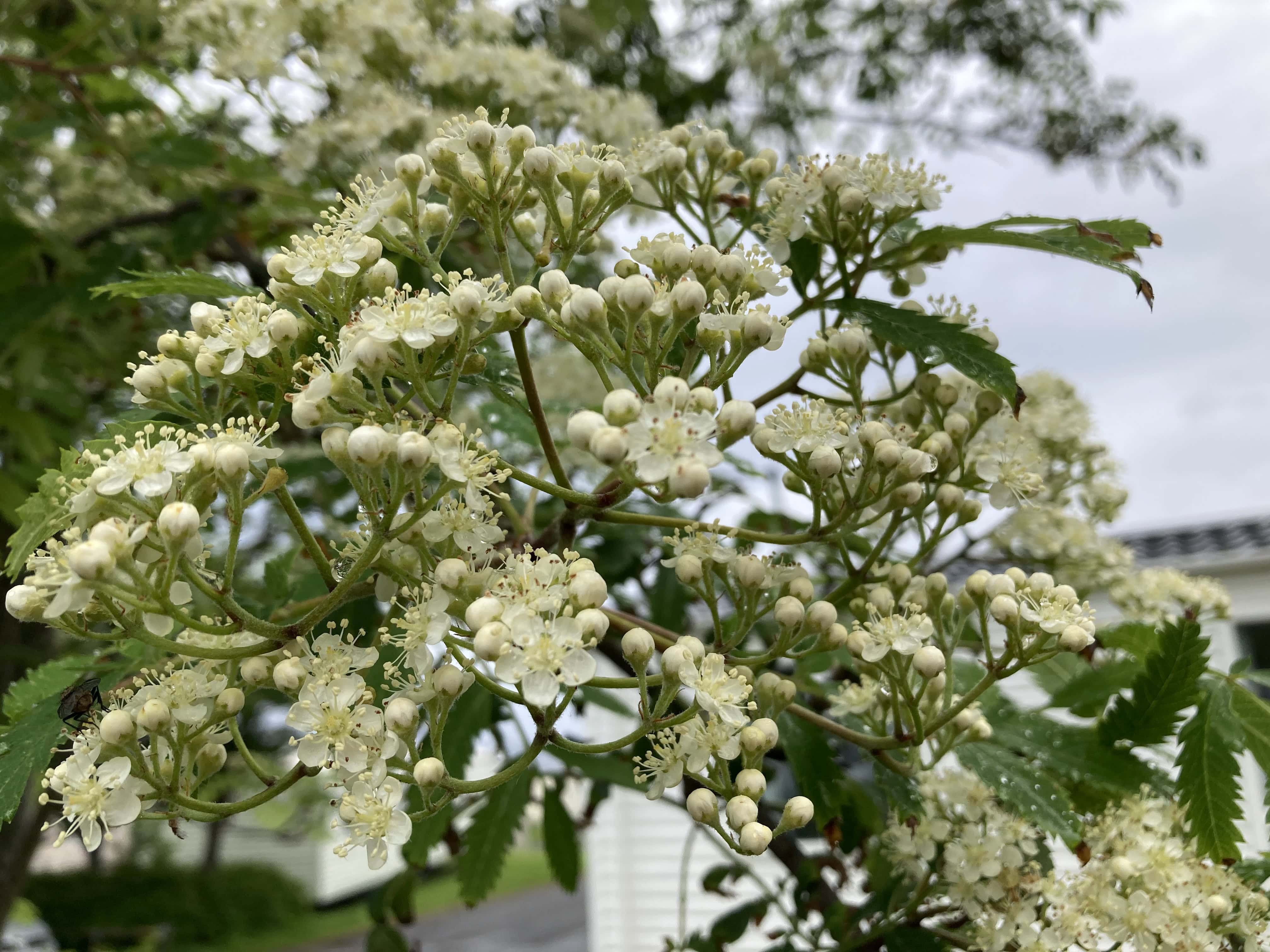 Rowan — FOTD Jun 17