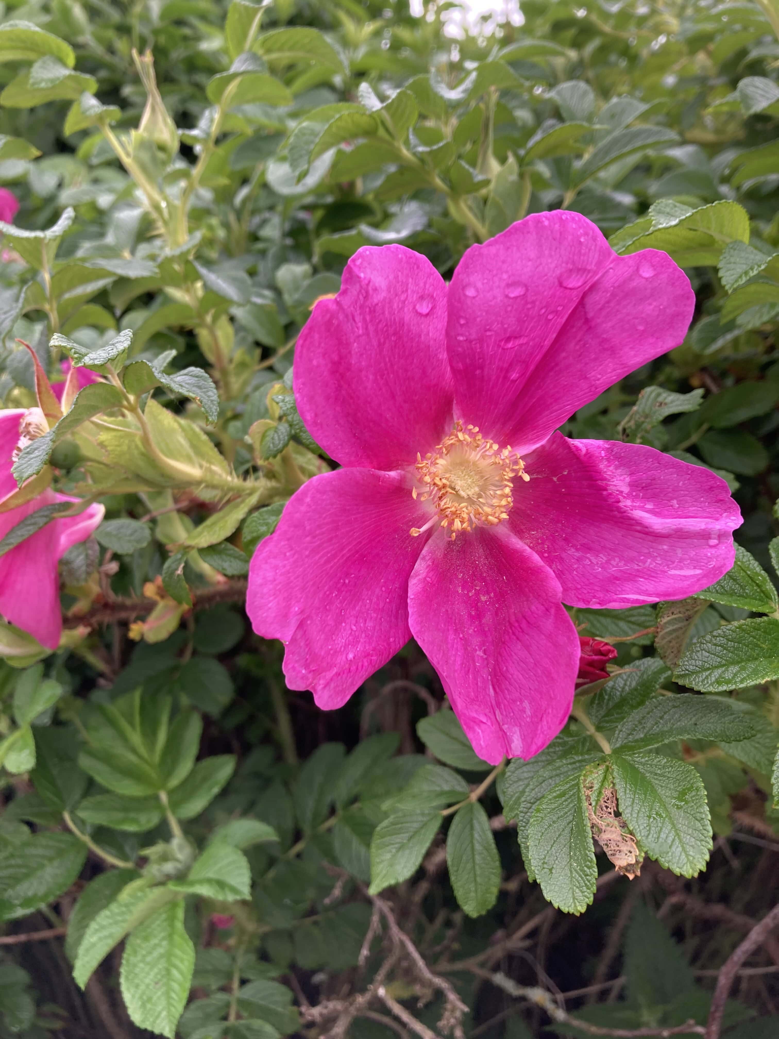 Rugosa Rose