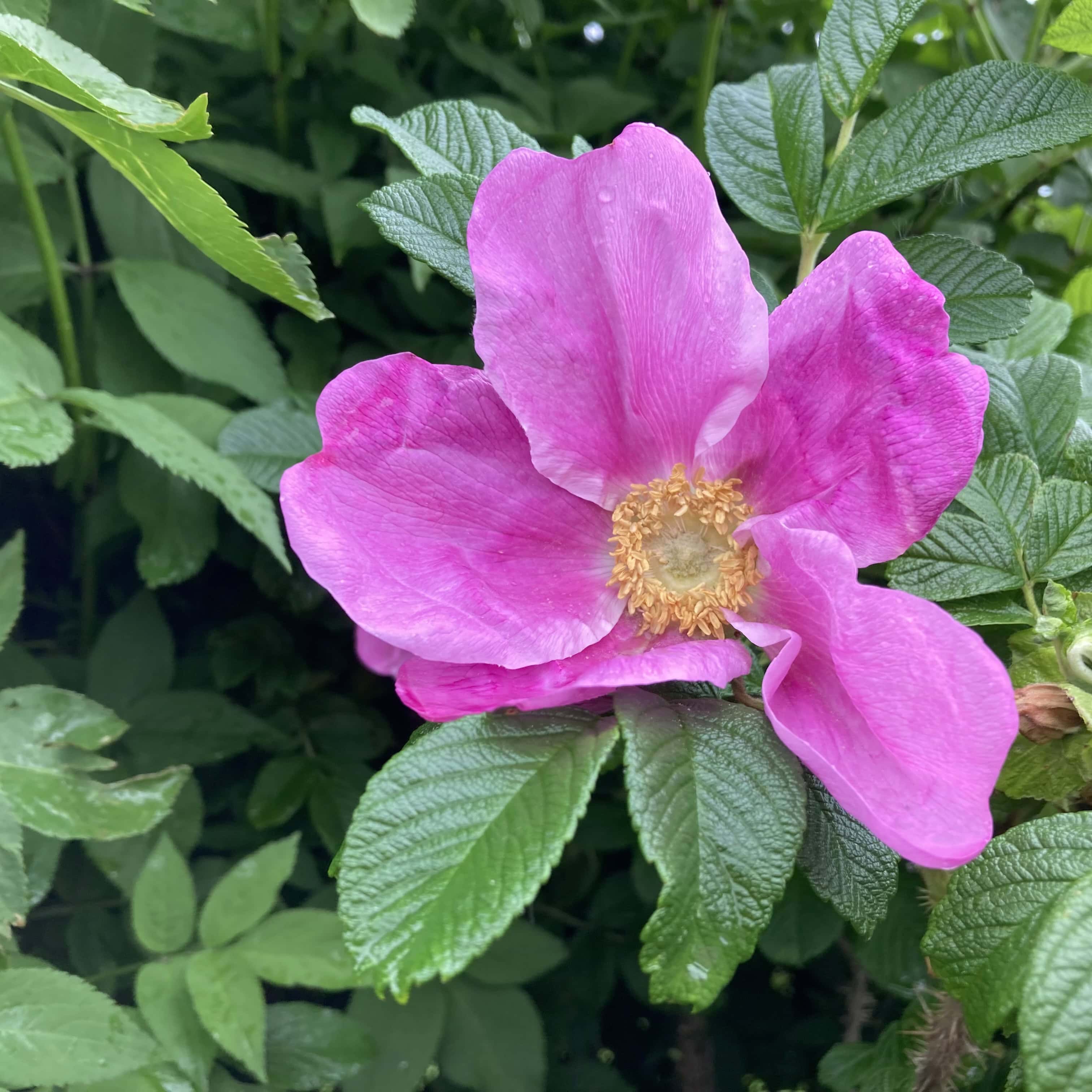 Rugosa Rose — FOTD Jun 19