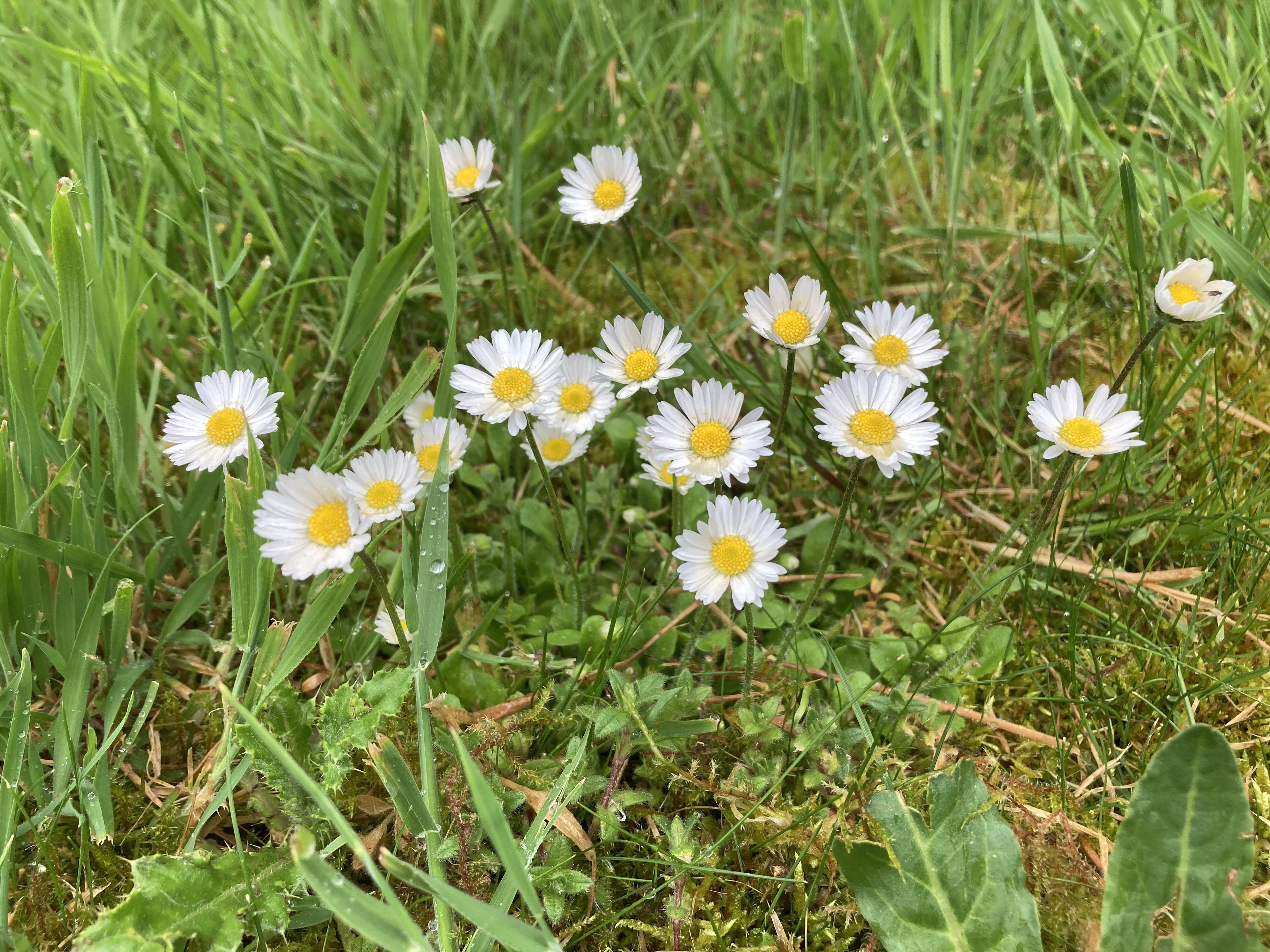 Patch of daisies