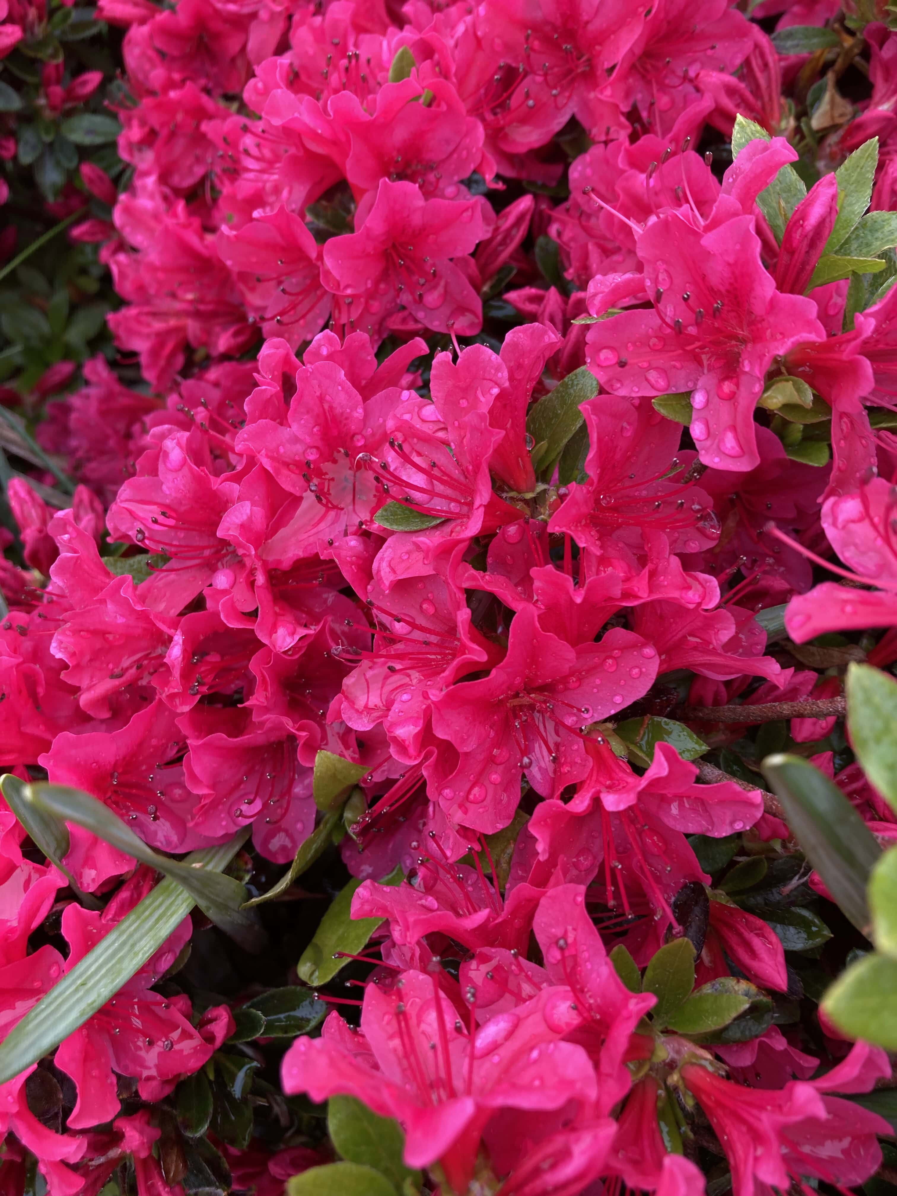 Rhododendrons