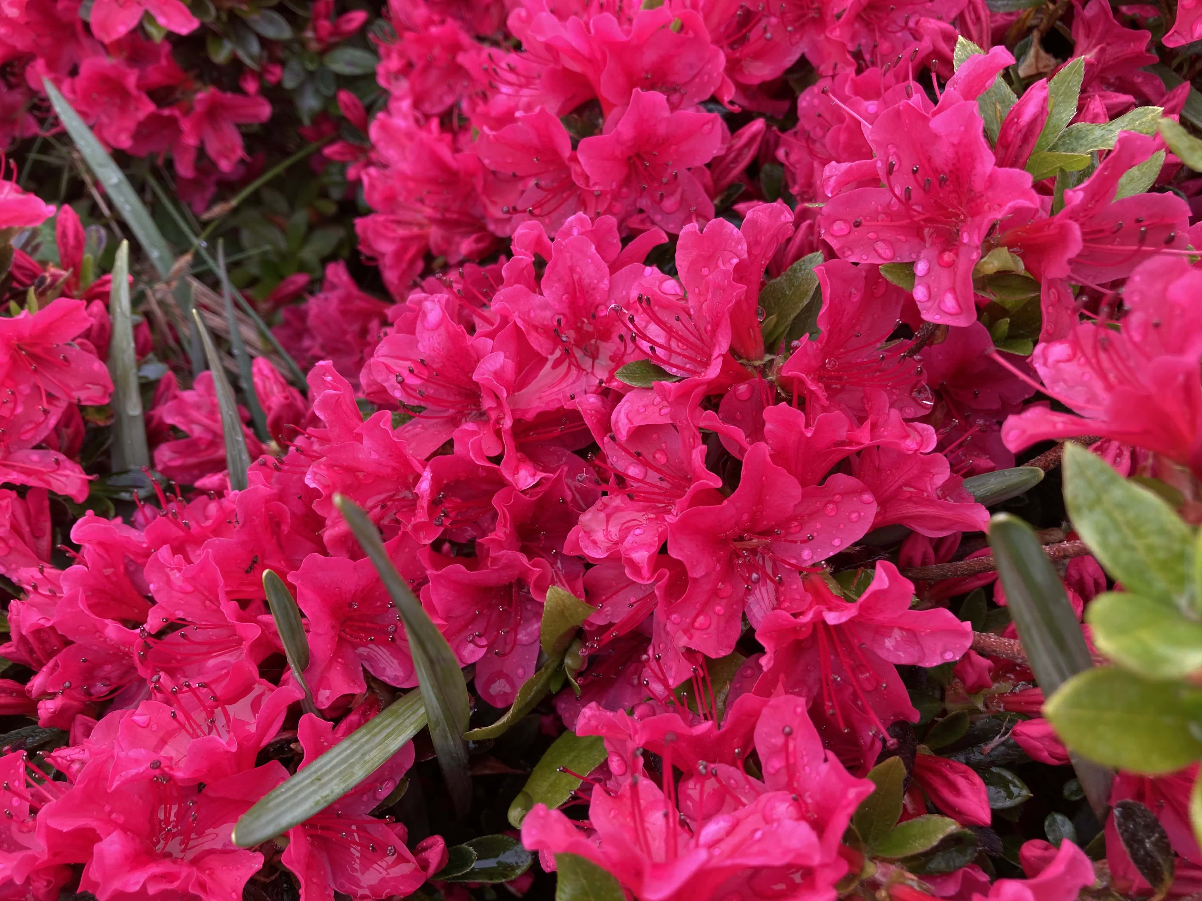 Dystopian Rhododendrons: Exploring DALL-E AI Preset Styles — Weekend FOTD Jun 22/23