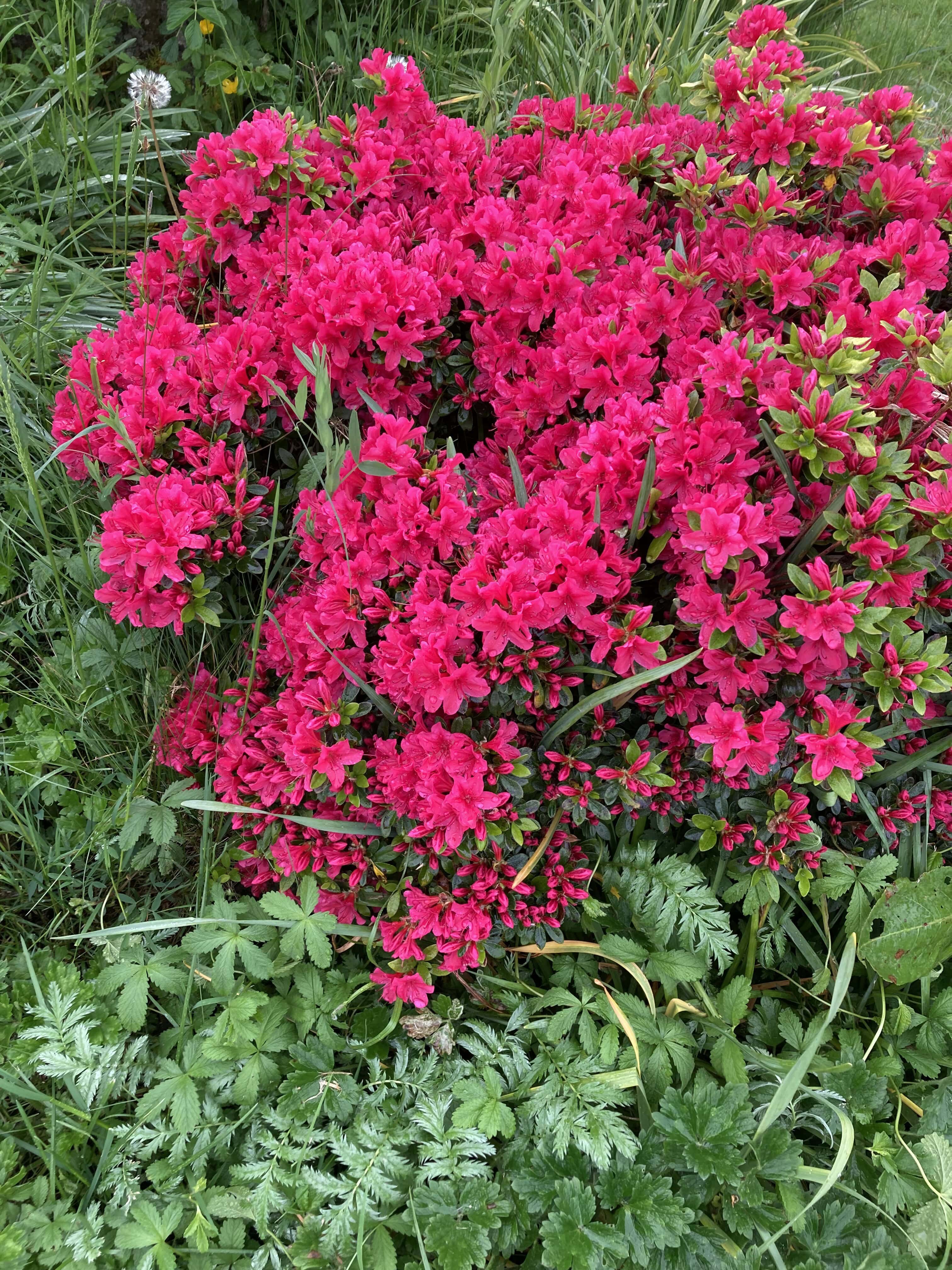 Rhododendrons