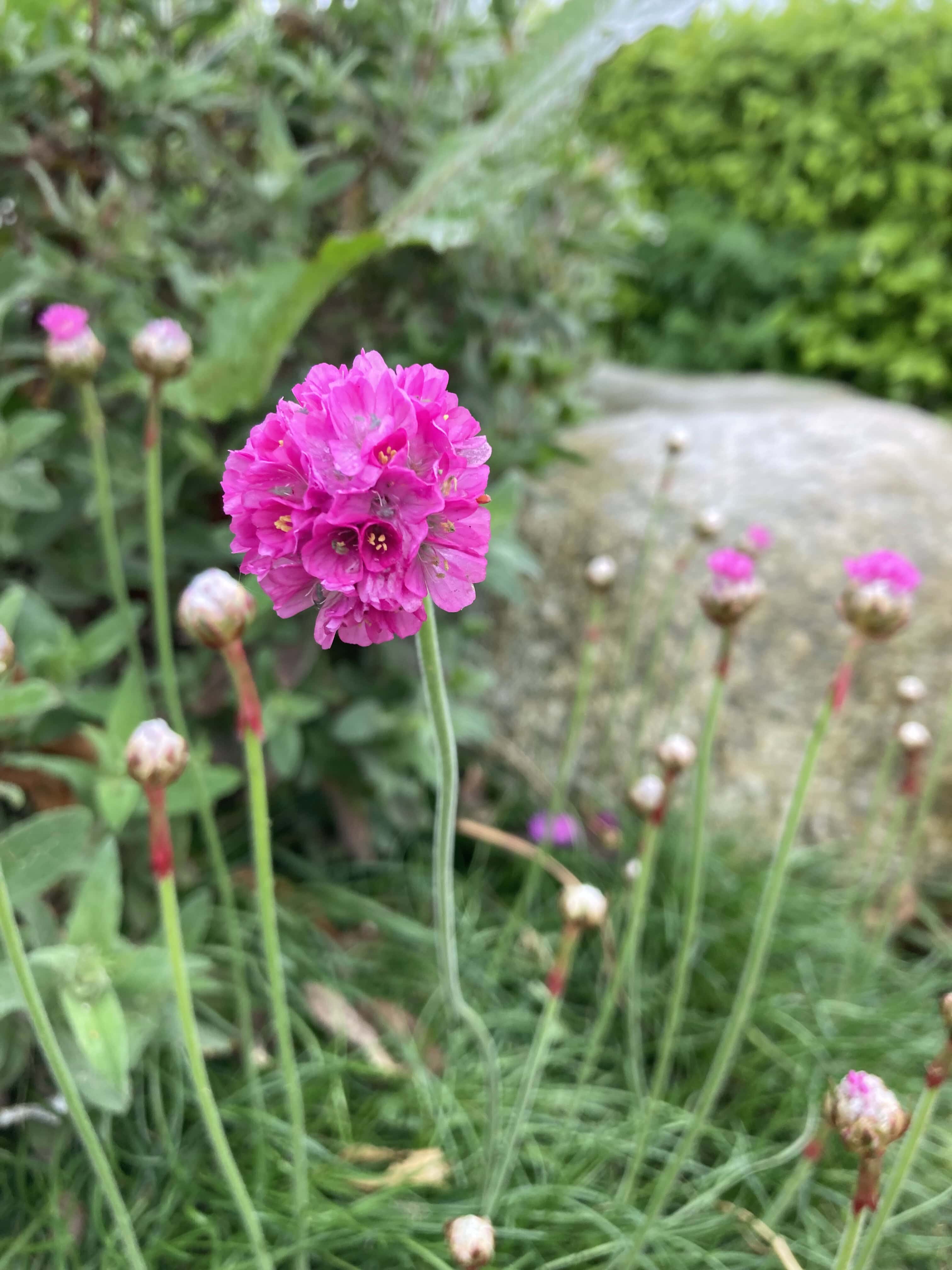 Sea Thrift