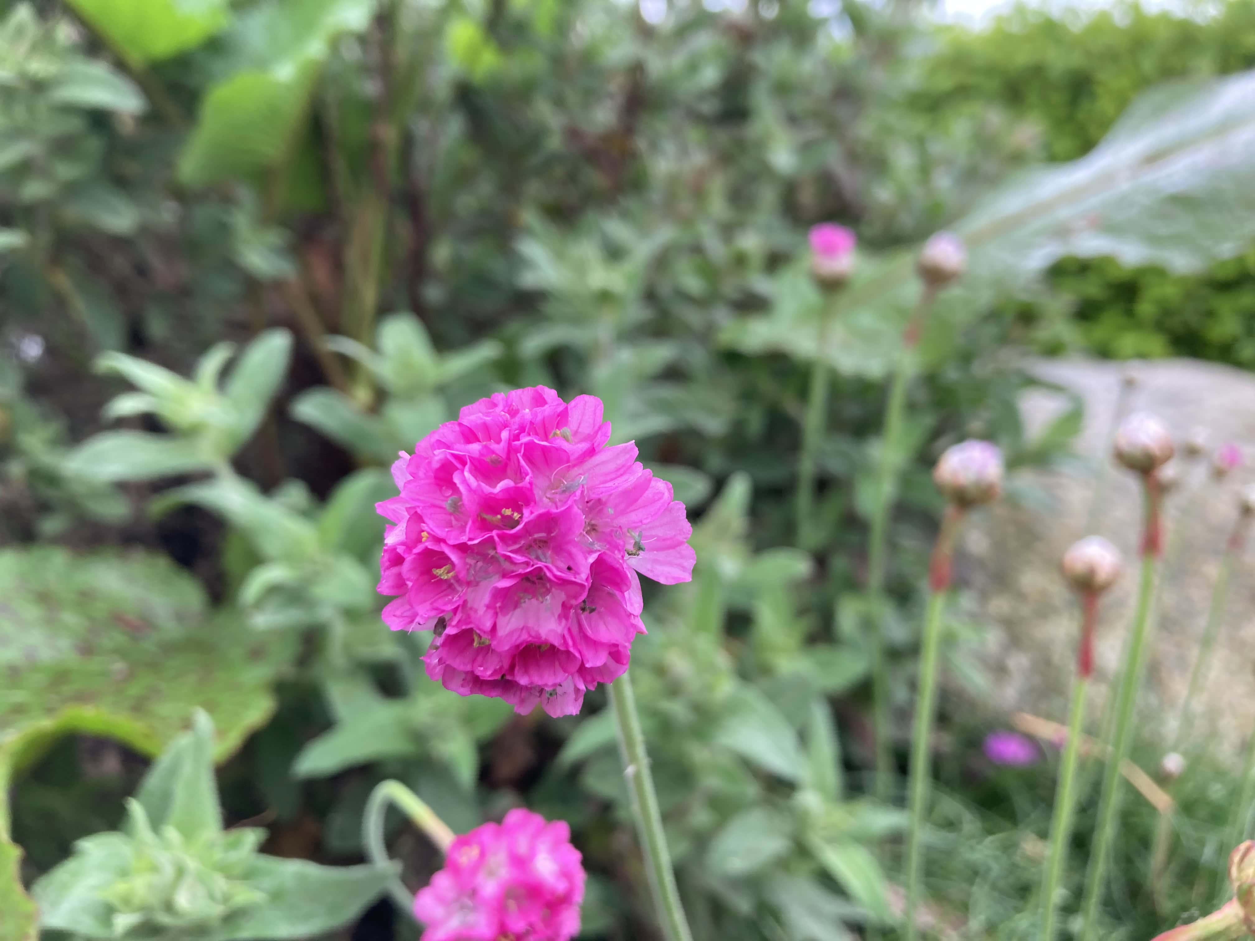 Exploring Sea Thrift in Cubism Style with DALL-E AI — FOTD Jun 25