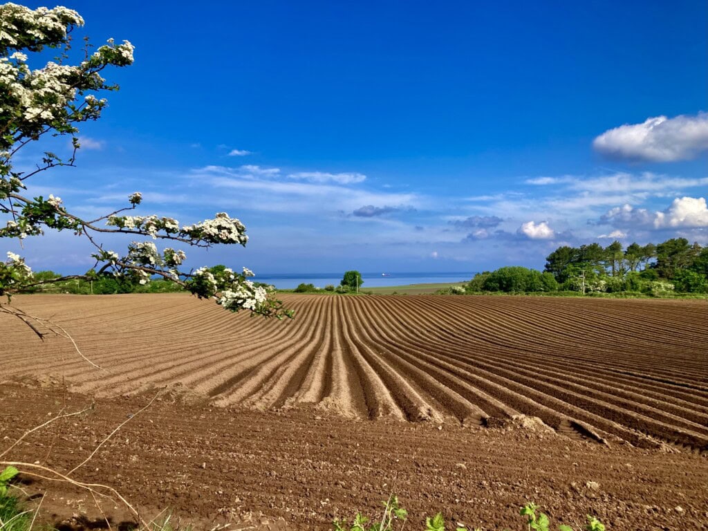 Ploughed field