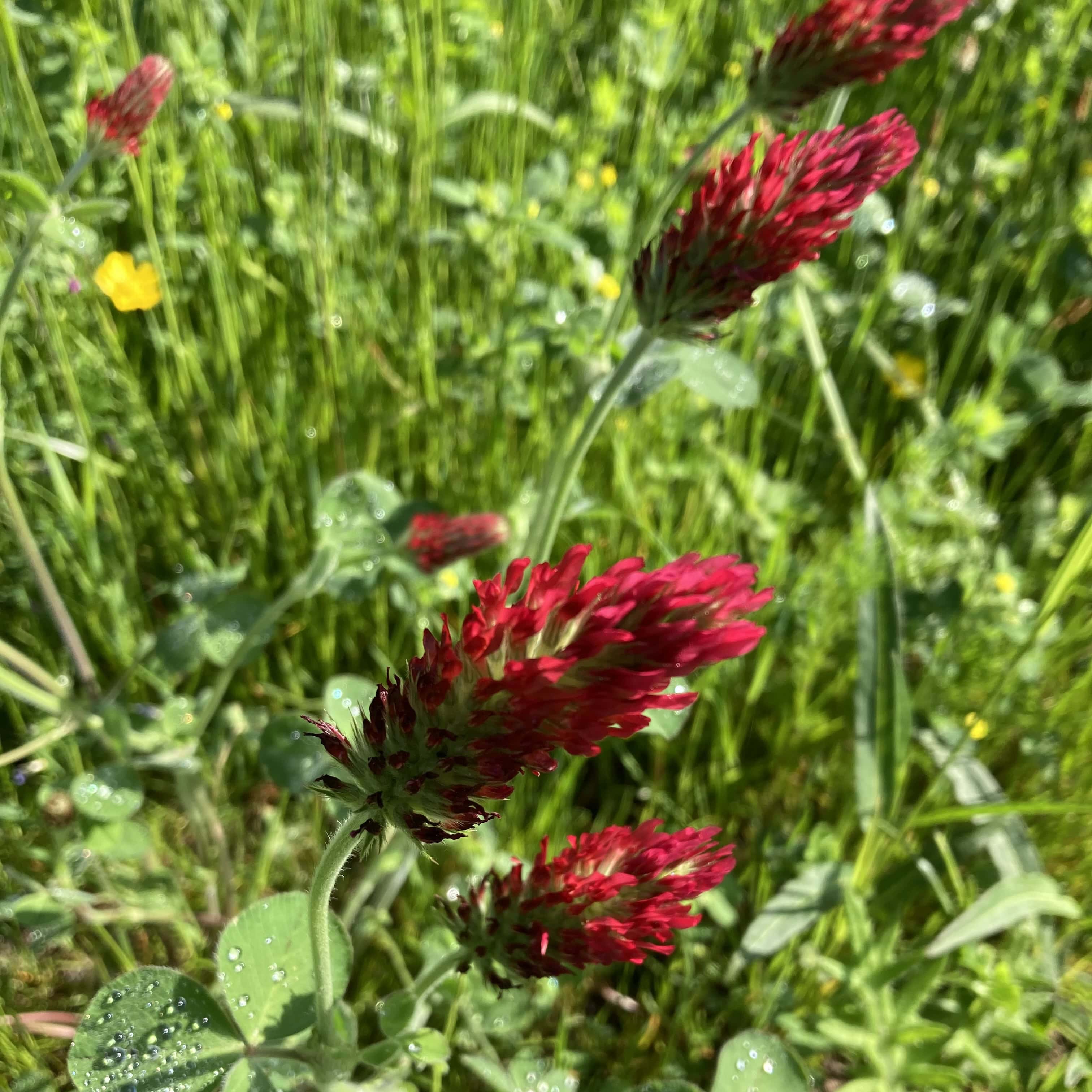 Crimson Clover